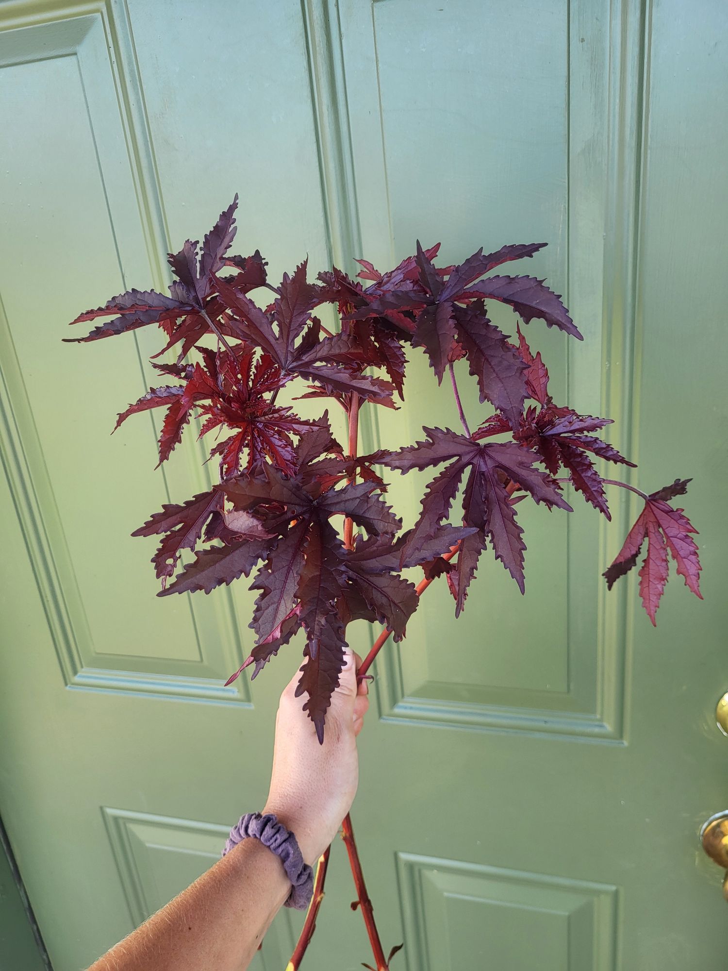 HIBISCUS acetosella
