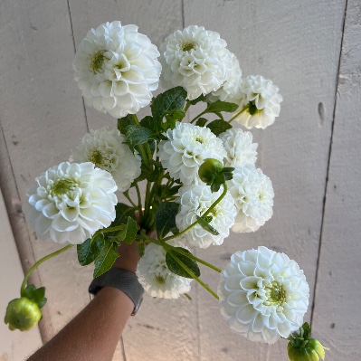 DAHLIA Snowcap
