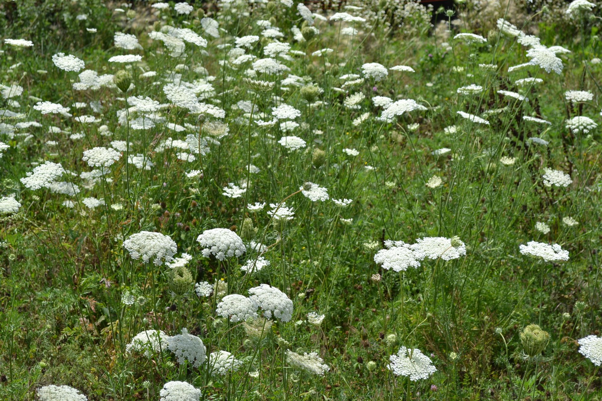 DAUCUS carota