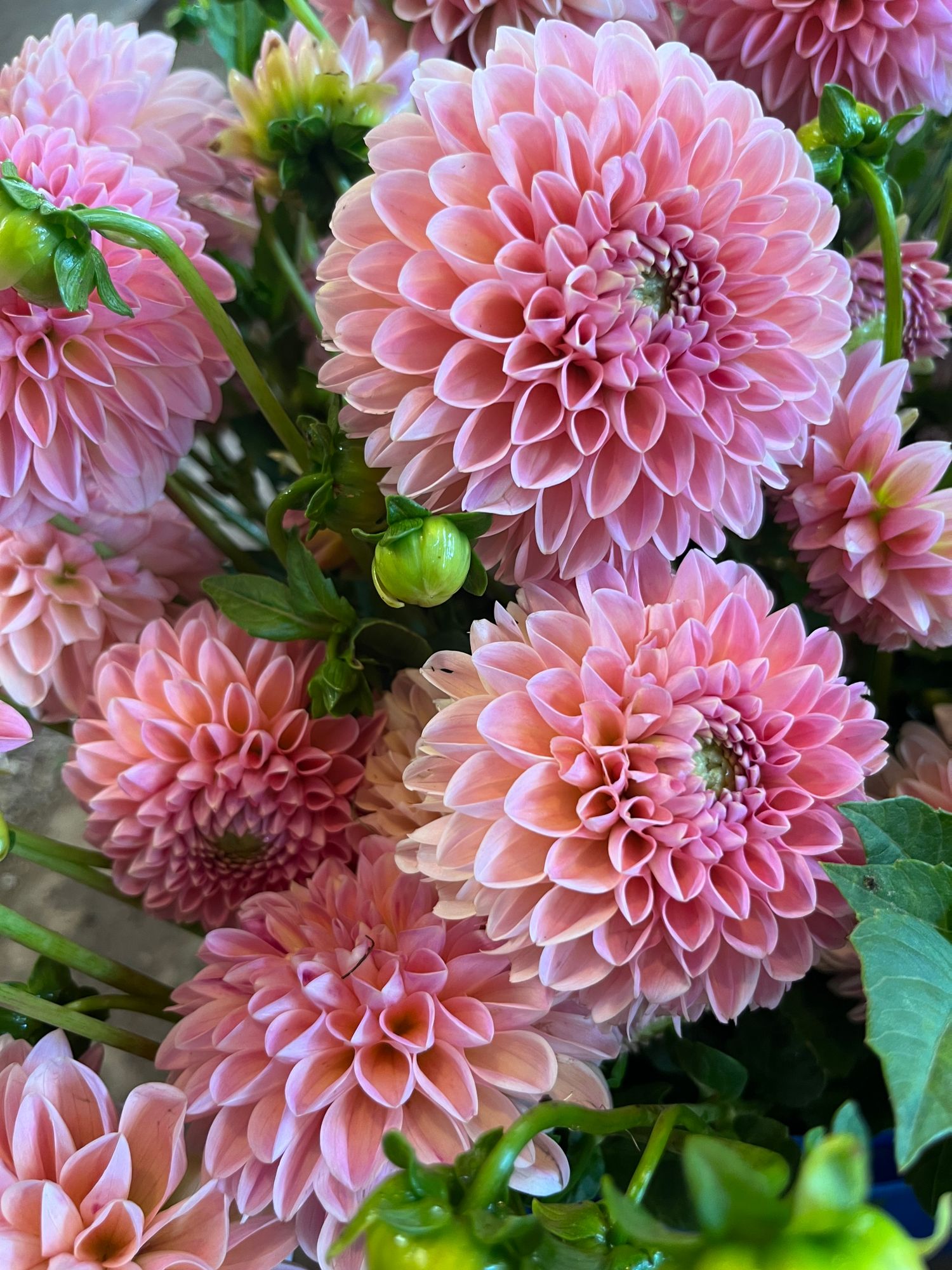 DAHLIA Lindas Baby