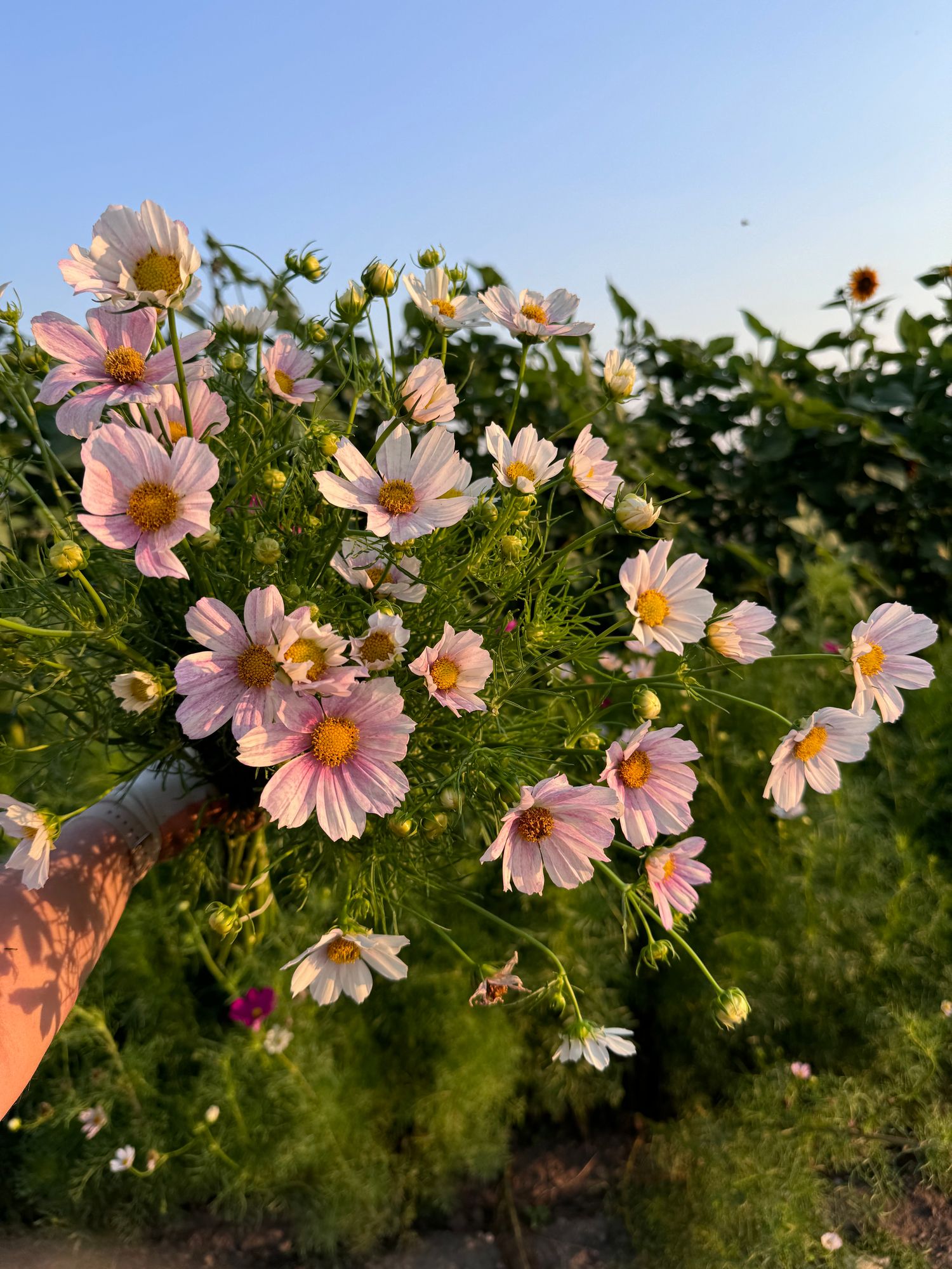 COSMOS bipinnatus Versailles