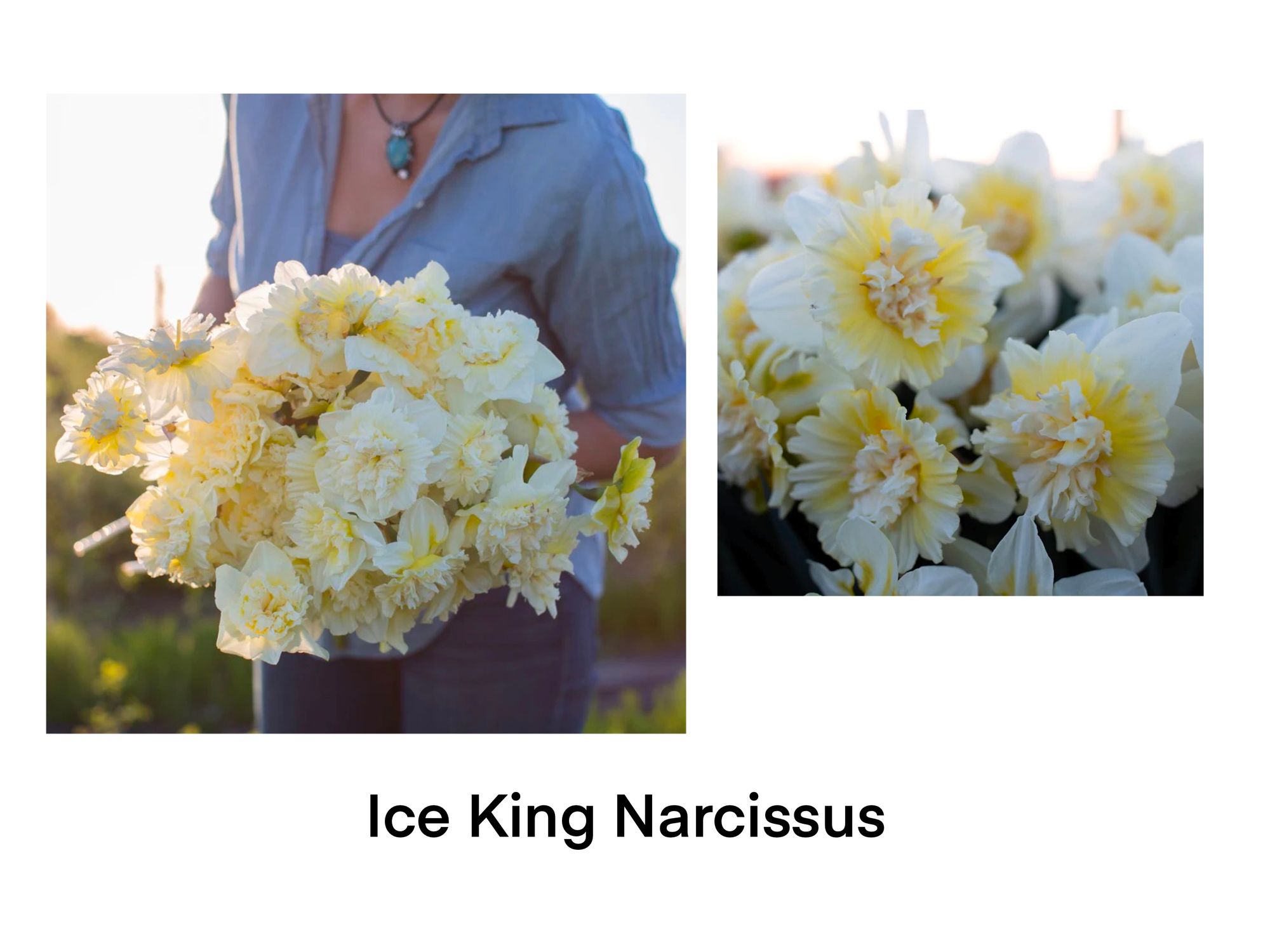 NARCISSUS Ice King