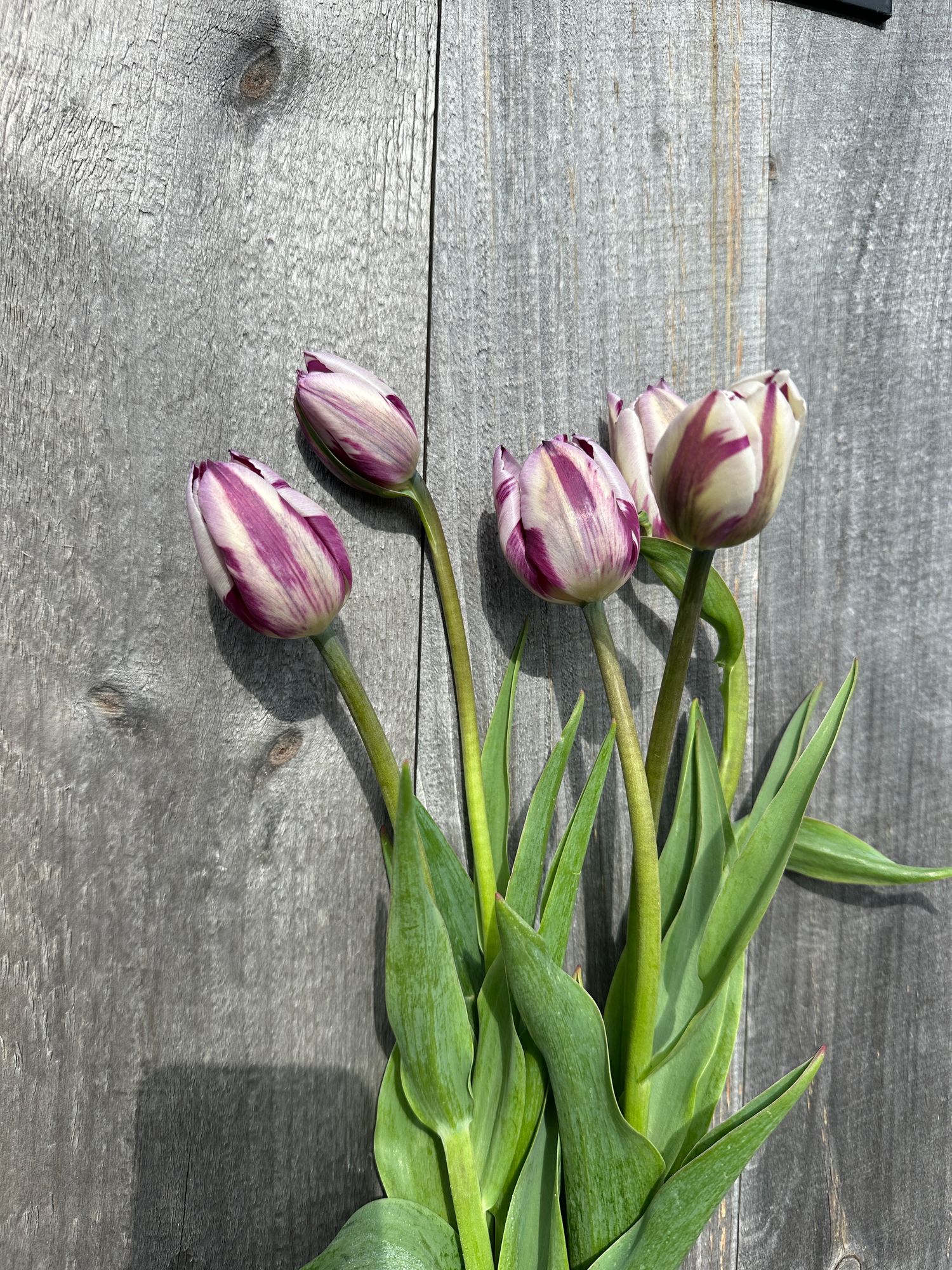 TULIPA Rems Favourite