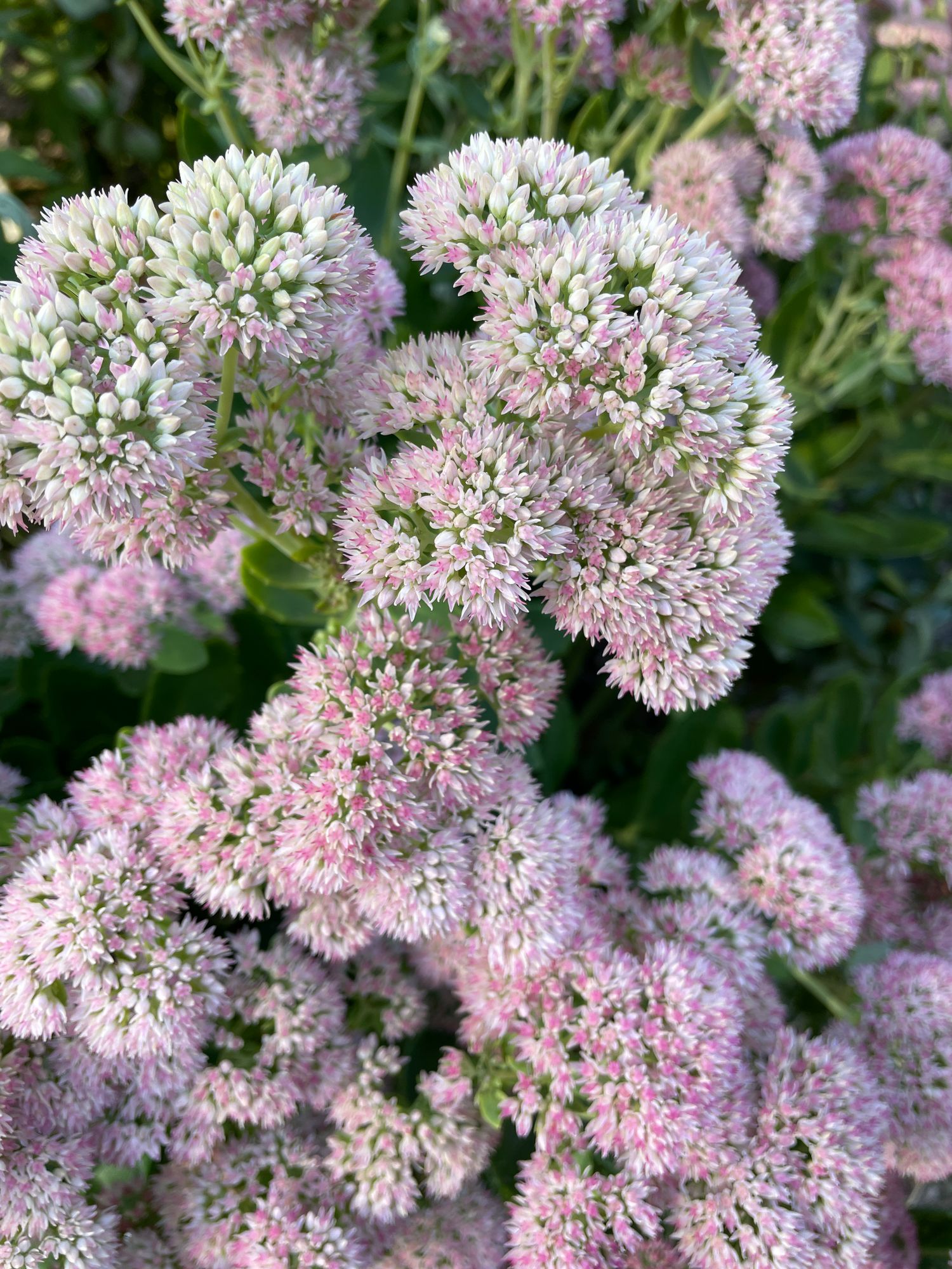 HYLOTELEPHIUM spectabile Autumn Joy