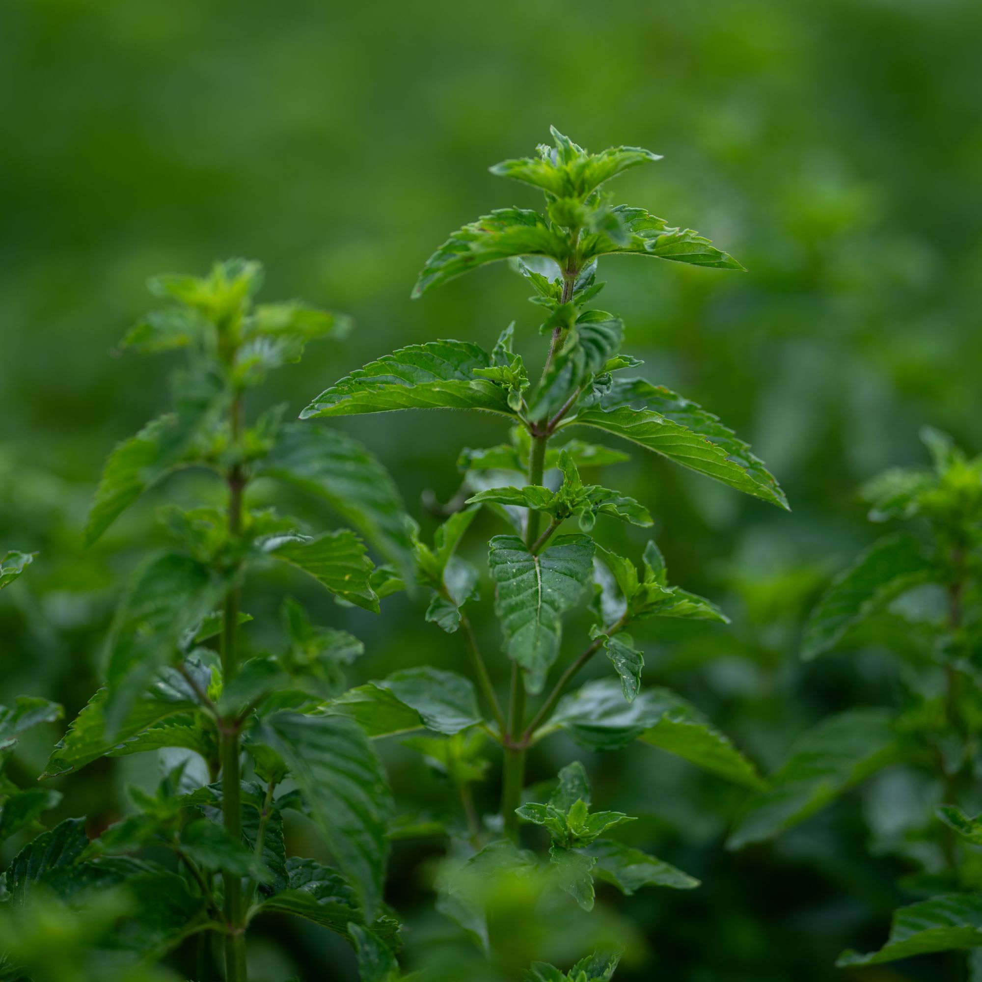 MENTHA Piperita-Hybr.