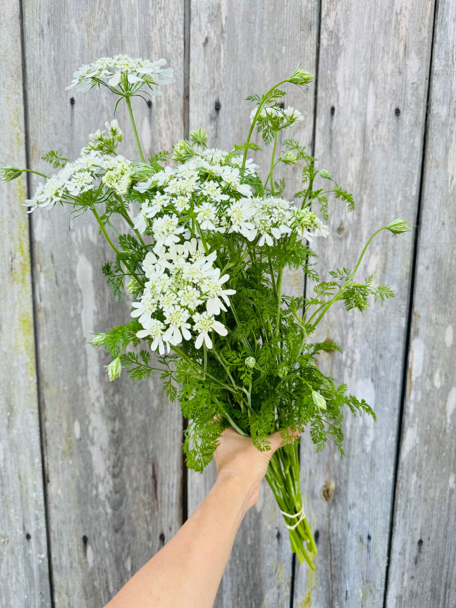 ORLAYA grandiflora