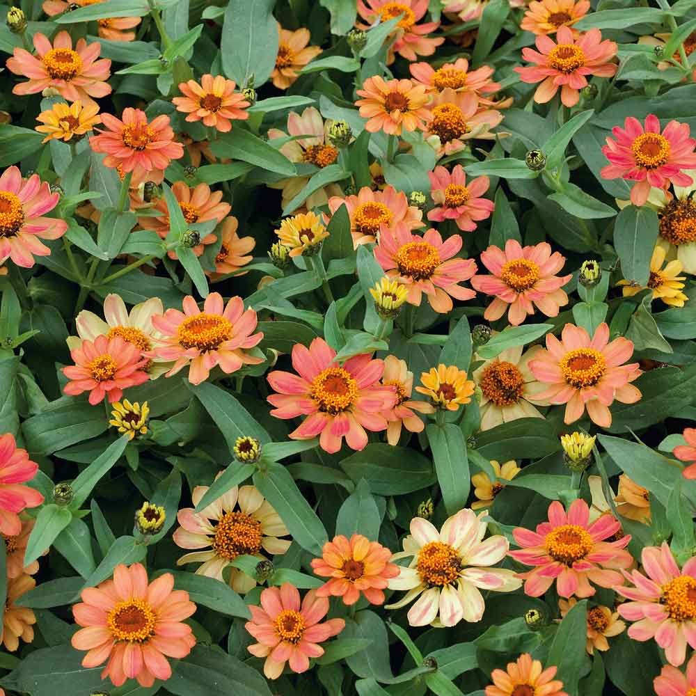 ZINNIA x Profusion Apricot