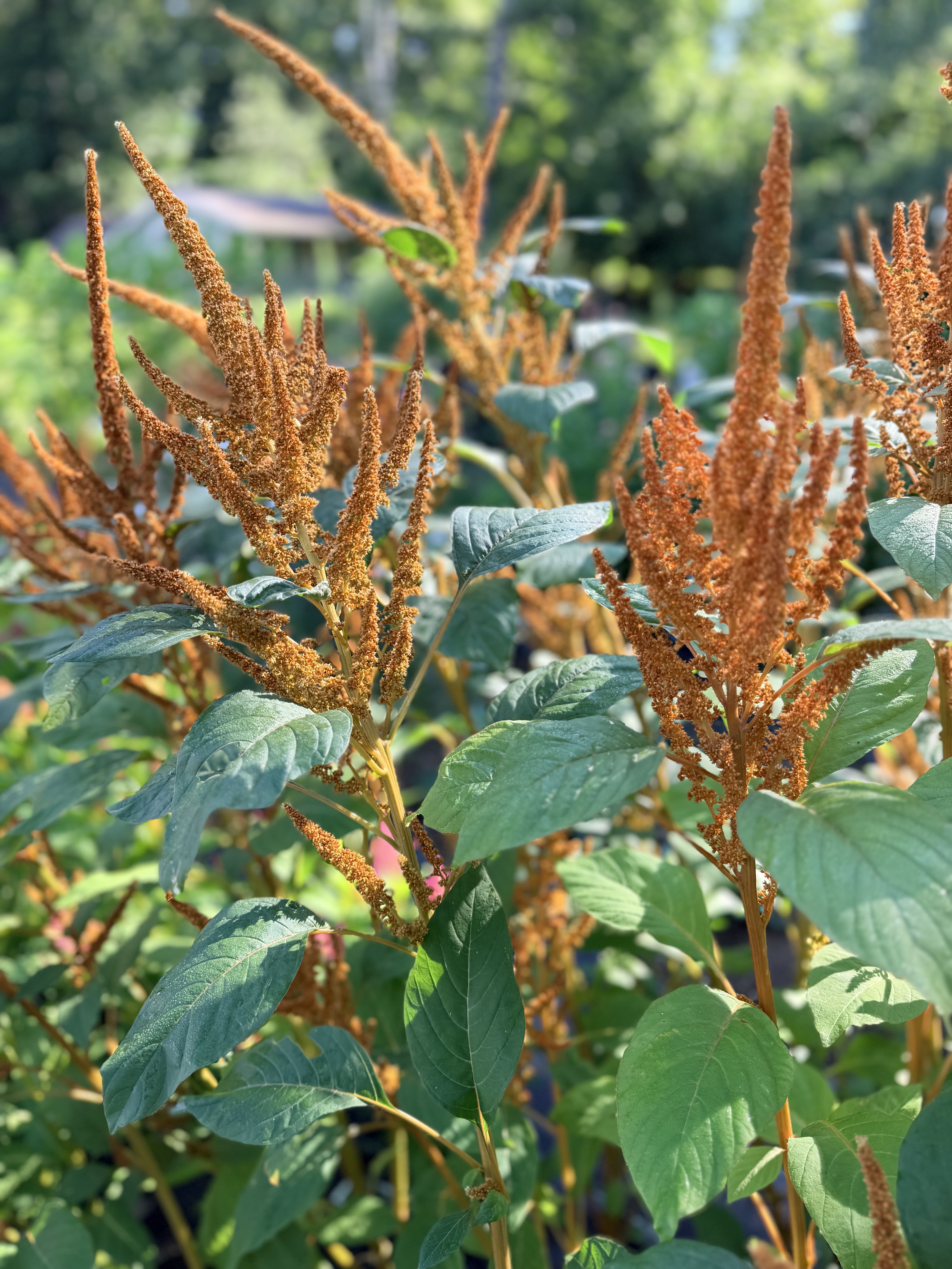 AMARANTHUS cruentus Hot Biscuits