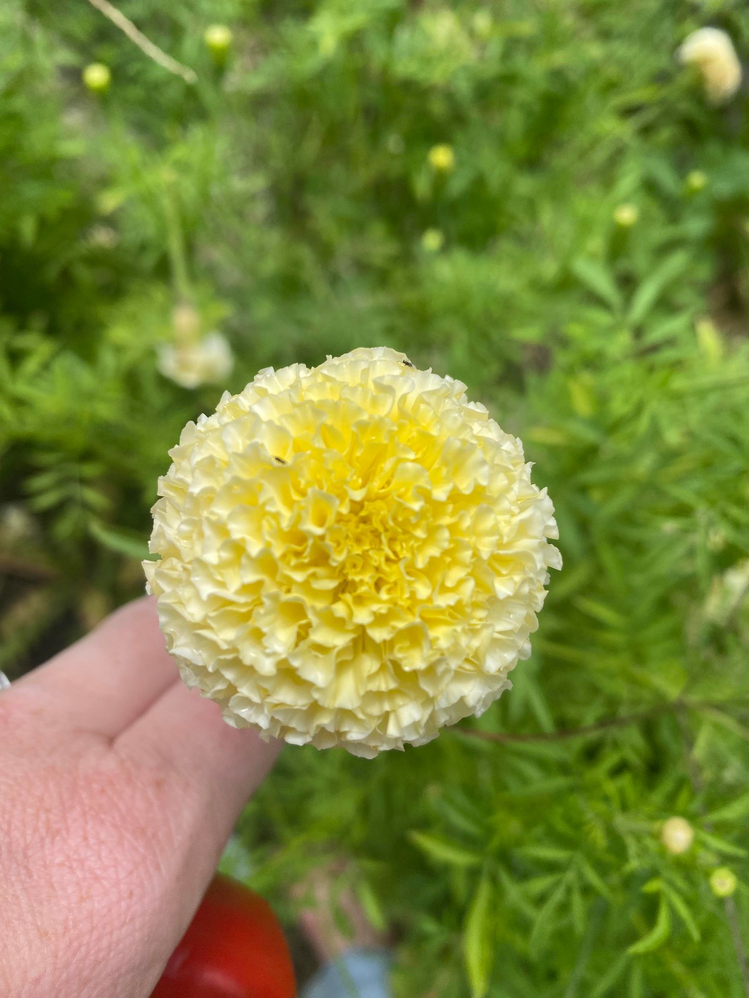 TAGETES erecta White Swan