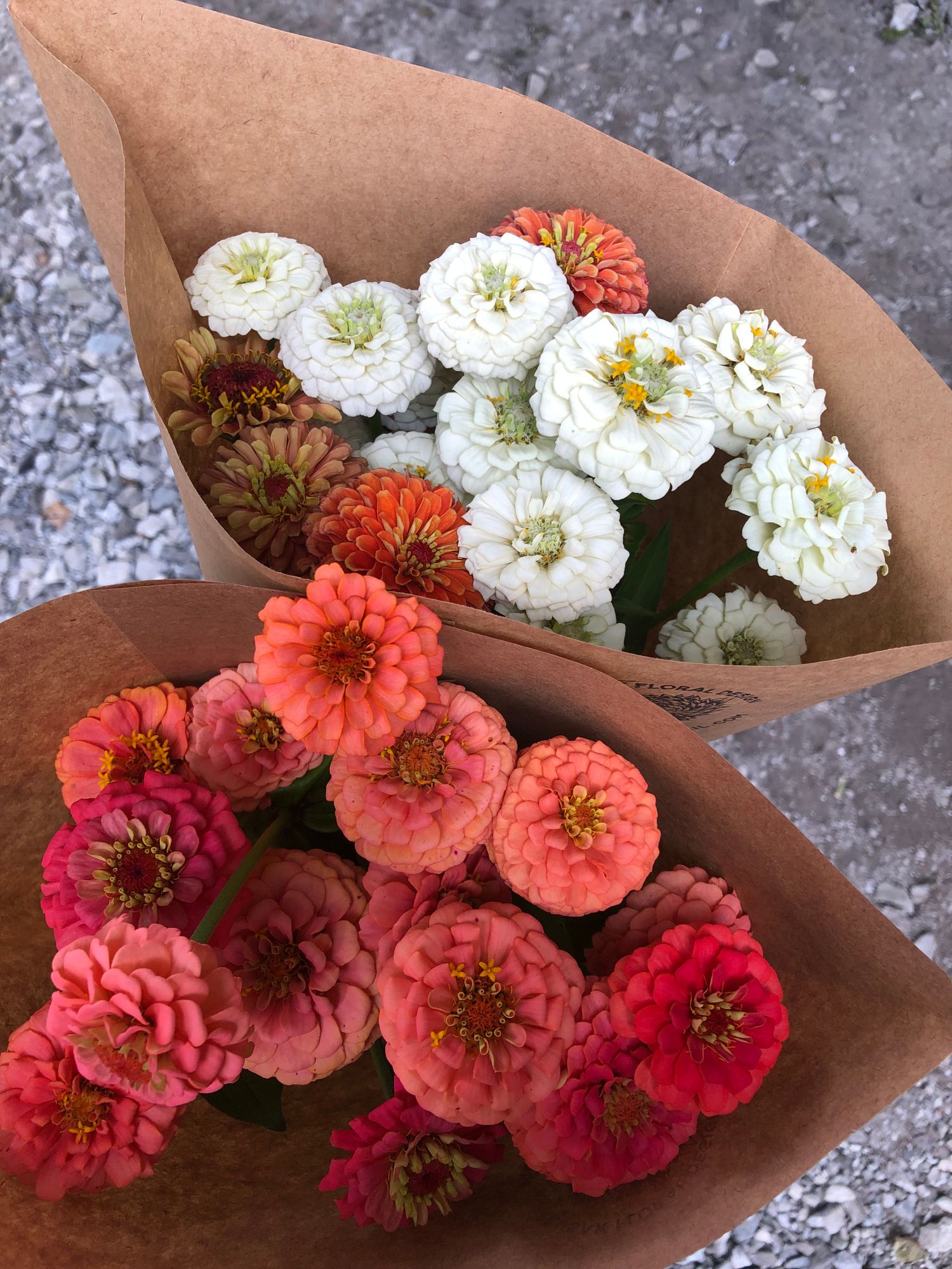 ZINNIA elegans Oklahoma Series