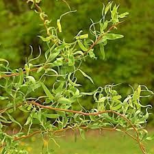 SALIX matsudana var. tortuosa
