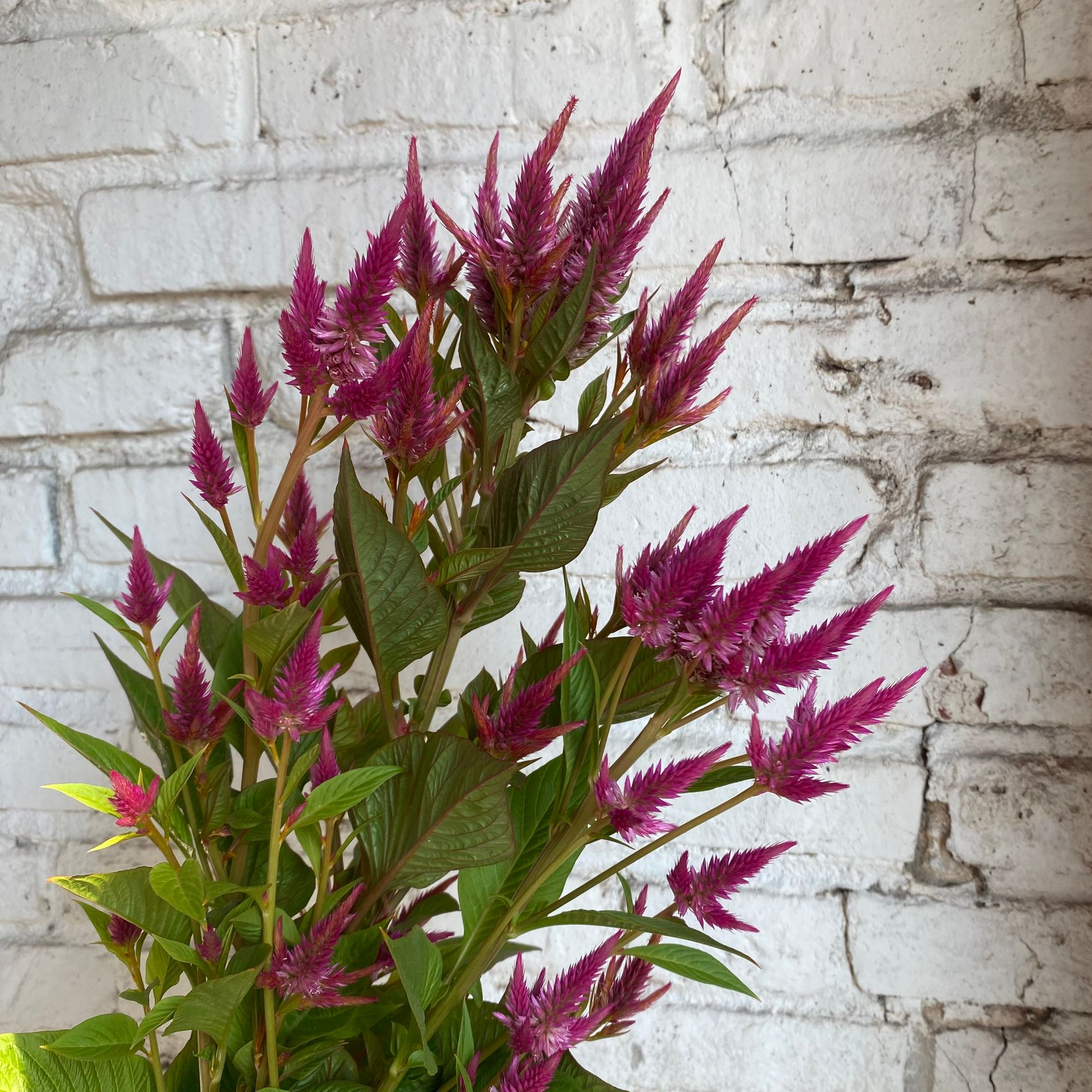 CELOSIA argentea