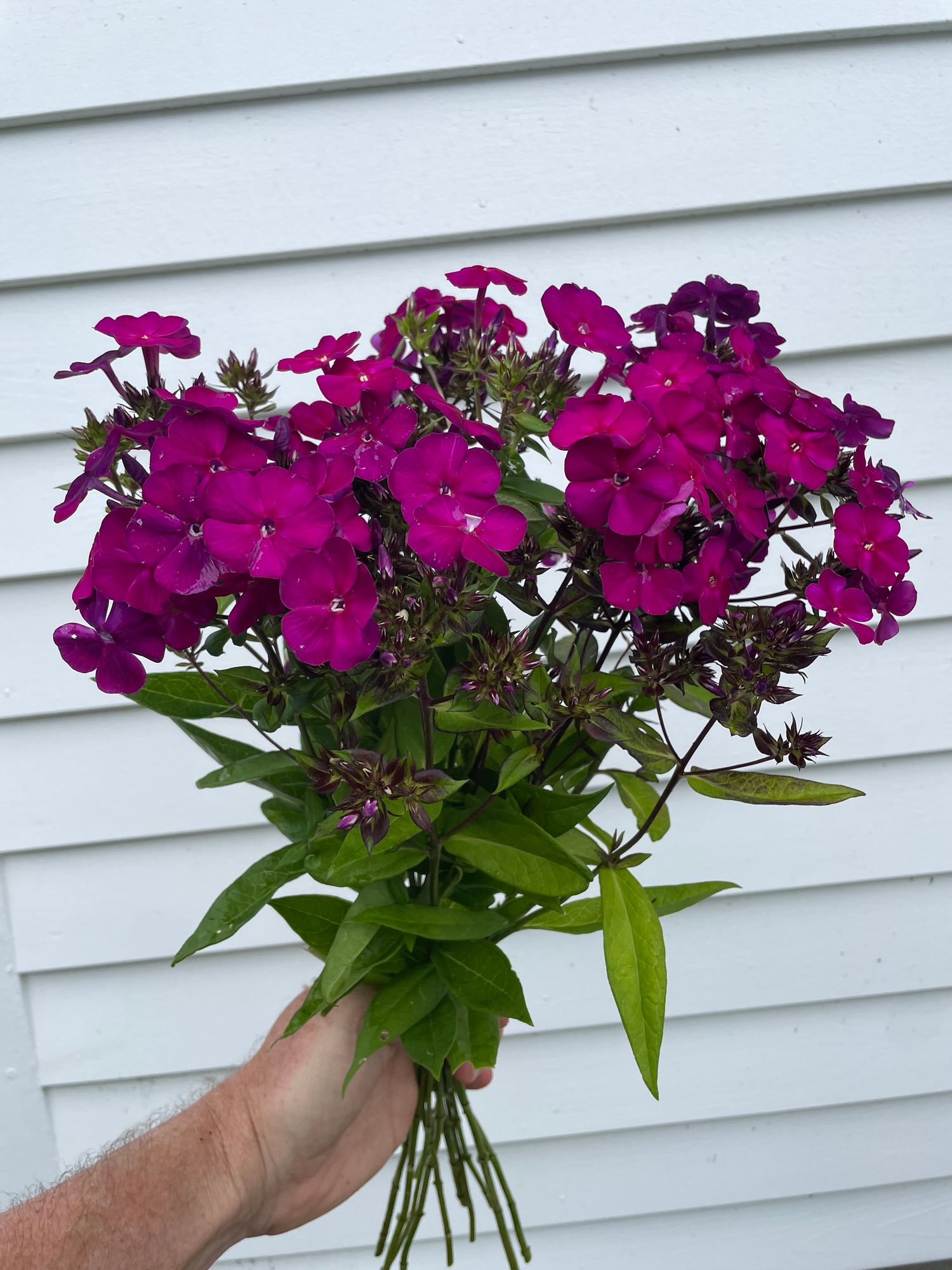 PHLOX paniculata