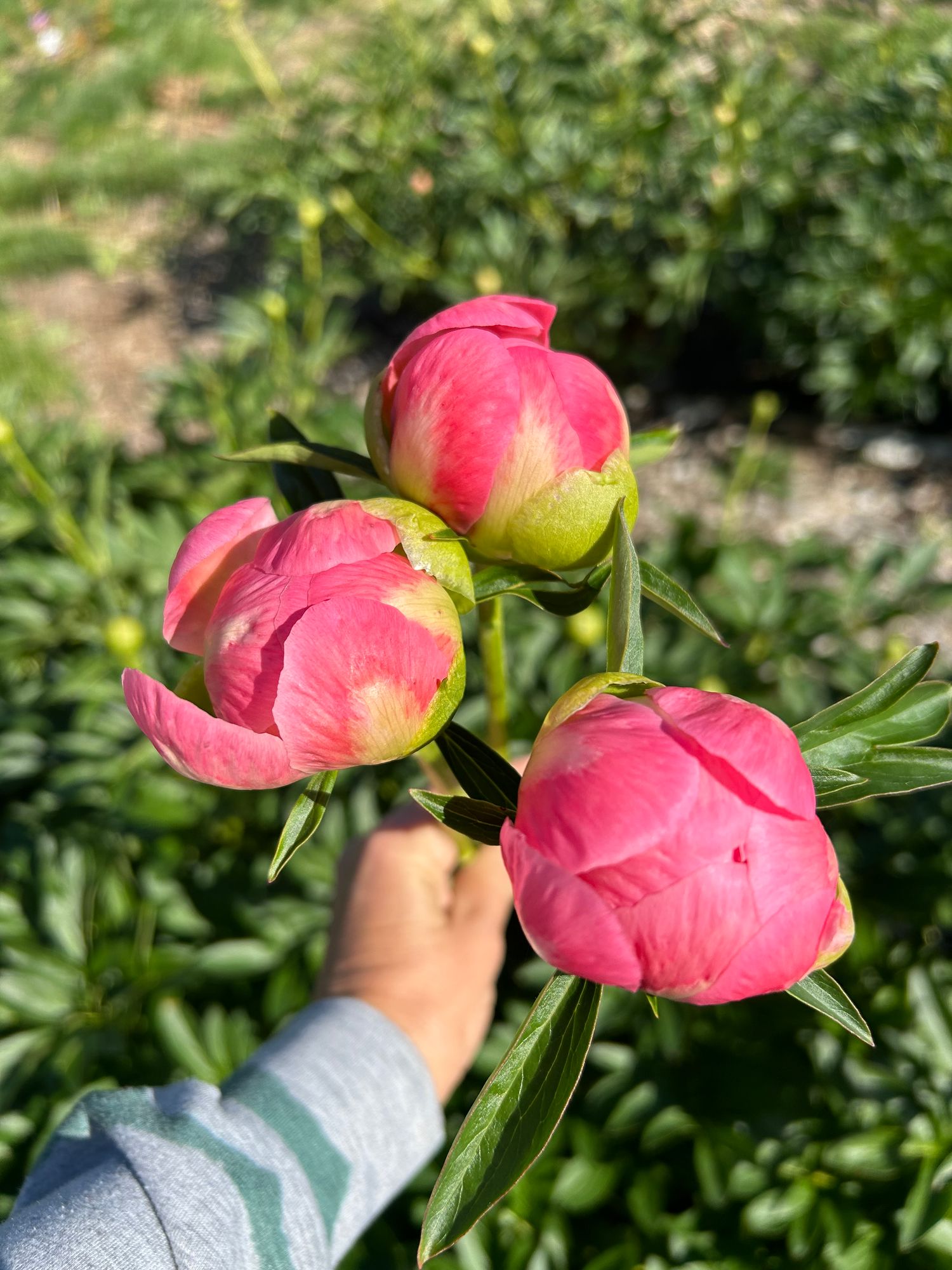 PAEONIA lactiflora Coral Charm
