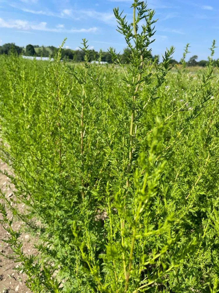 ARTEMISIA annua