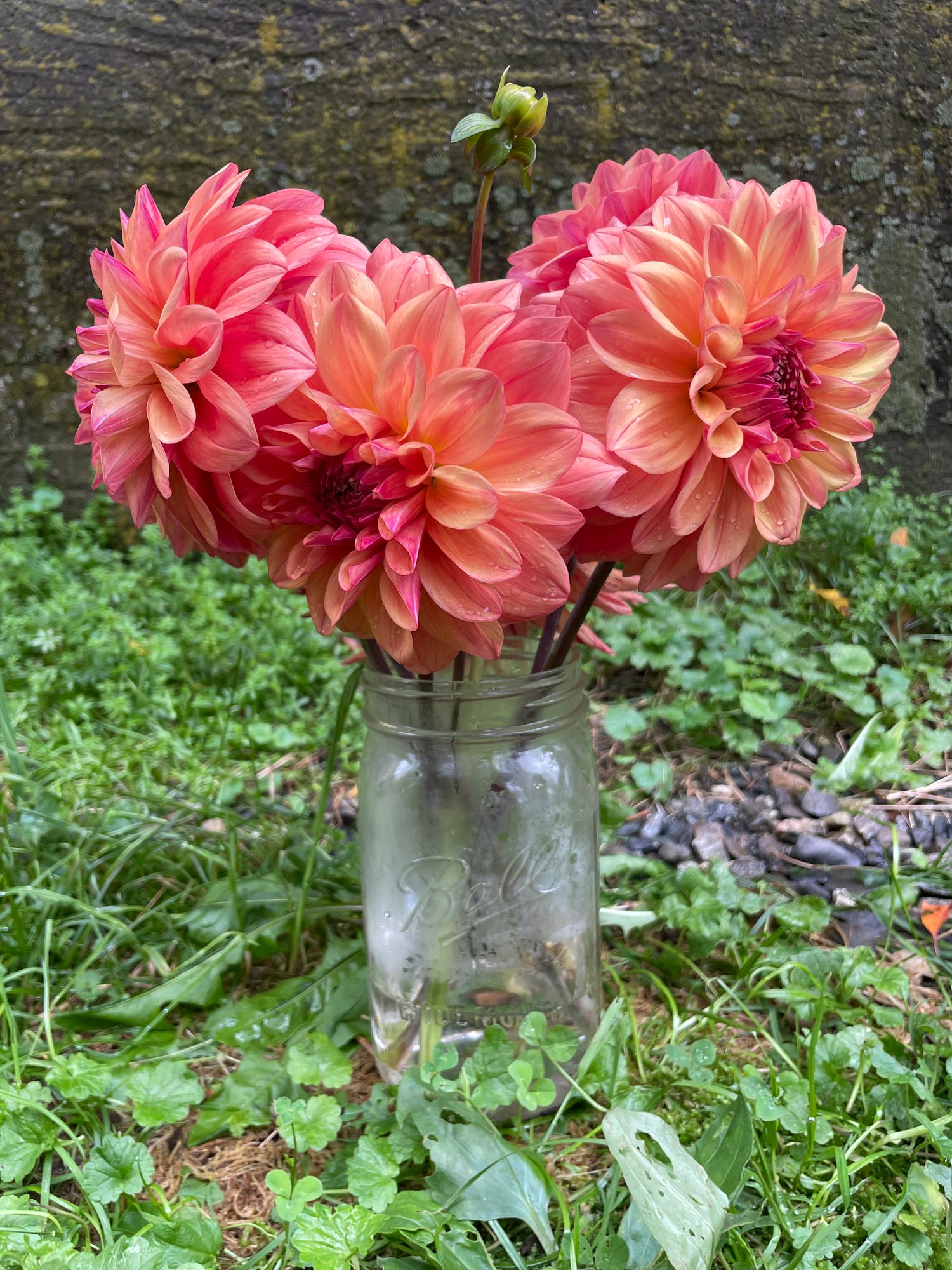 DAHLIA Ferncliff Copper