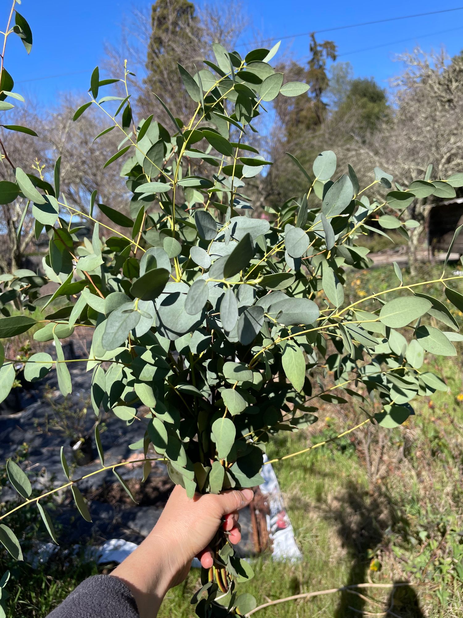 EUCALYPTUS gunnii
