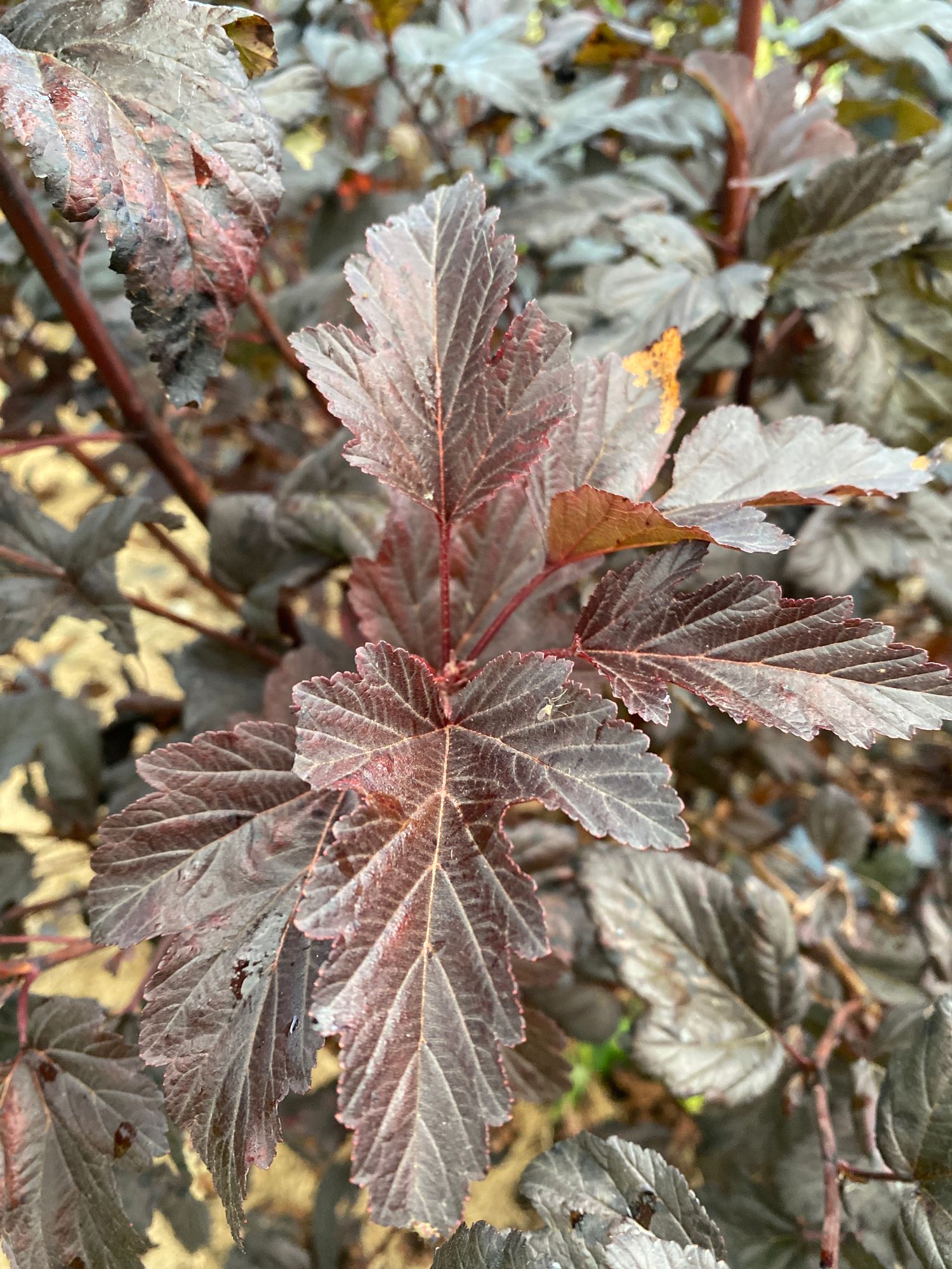 PHYSOCARPUS opulifolius
