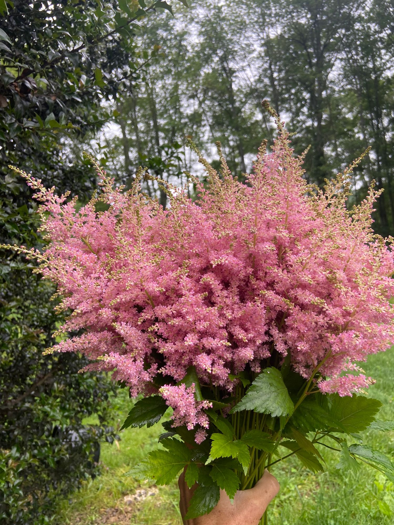 ASTILBE japonica