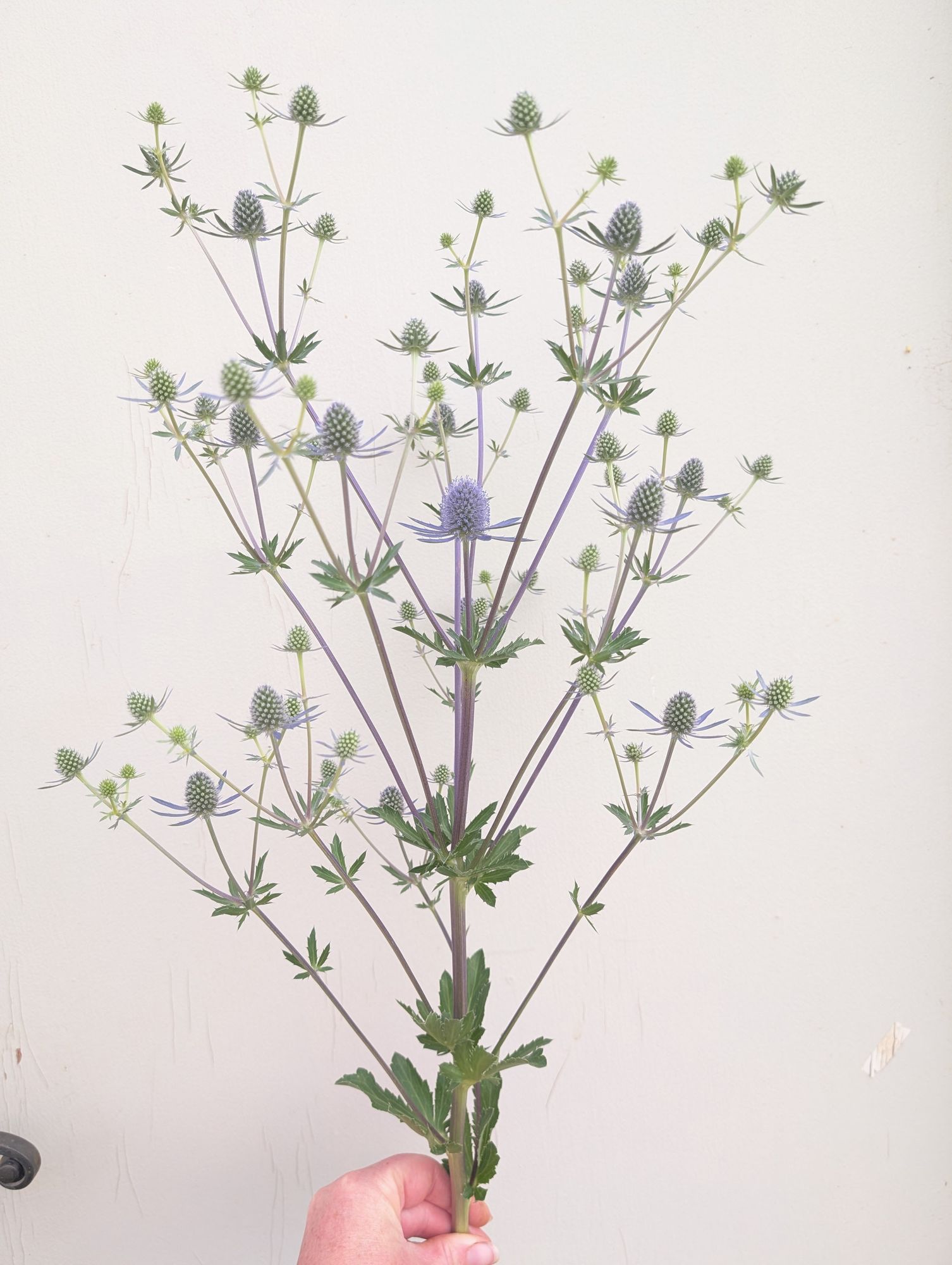 ERYNGIUM planum Blue Glitter