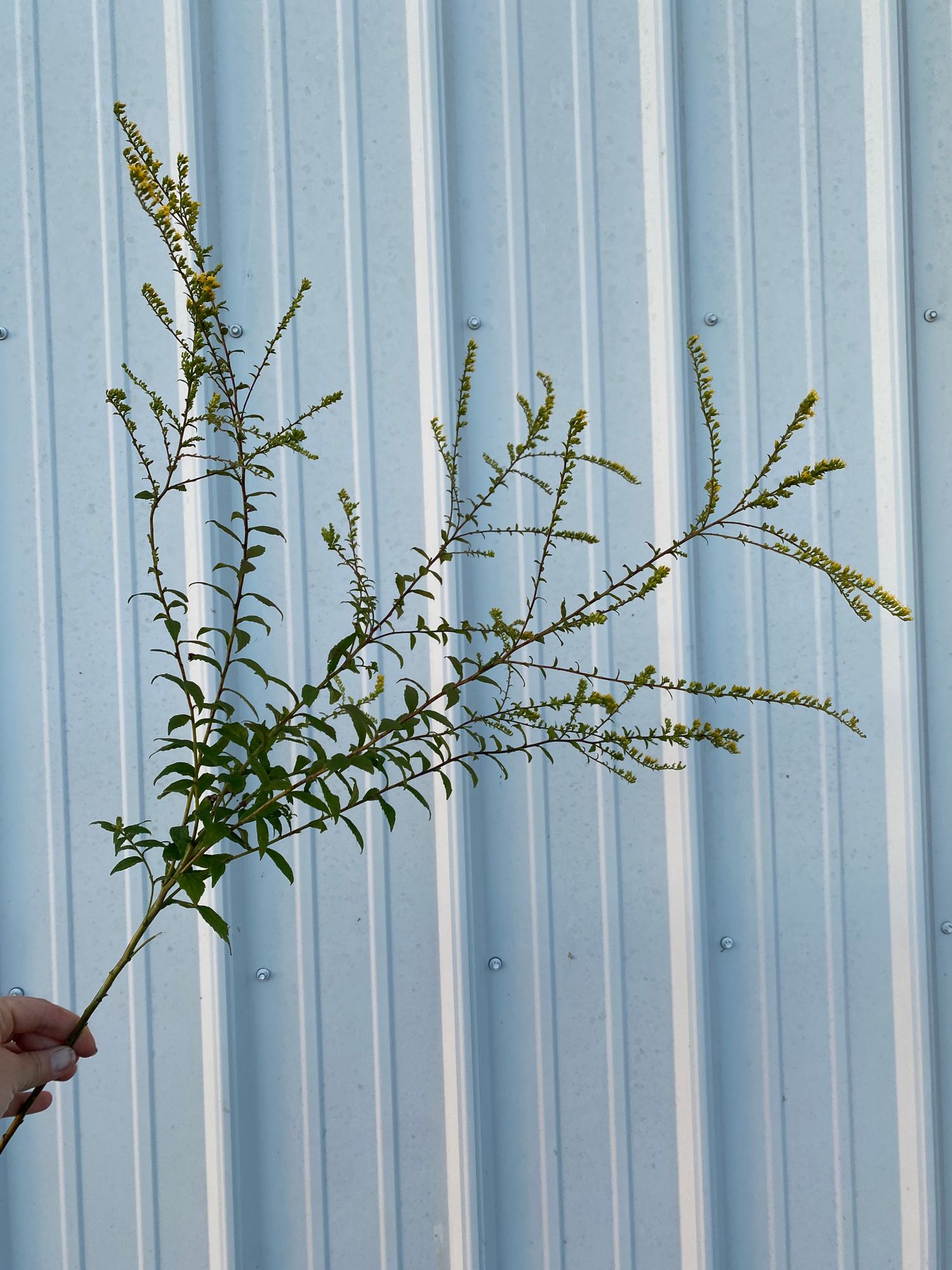 SOLIDAGO rugosa Fireworks