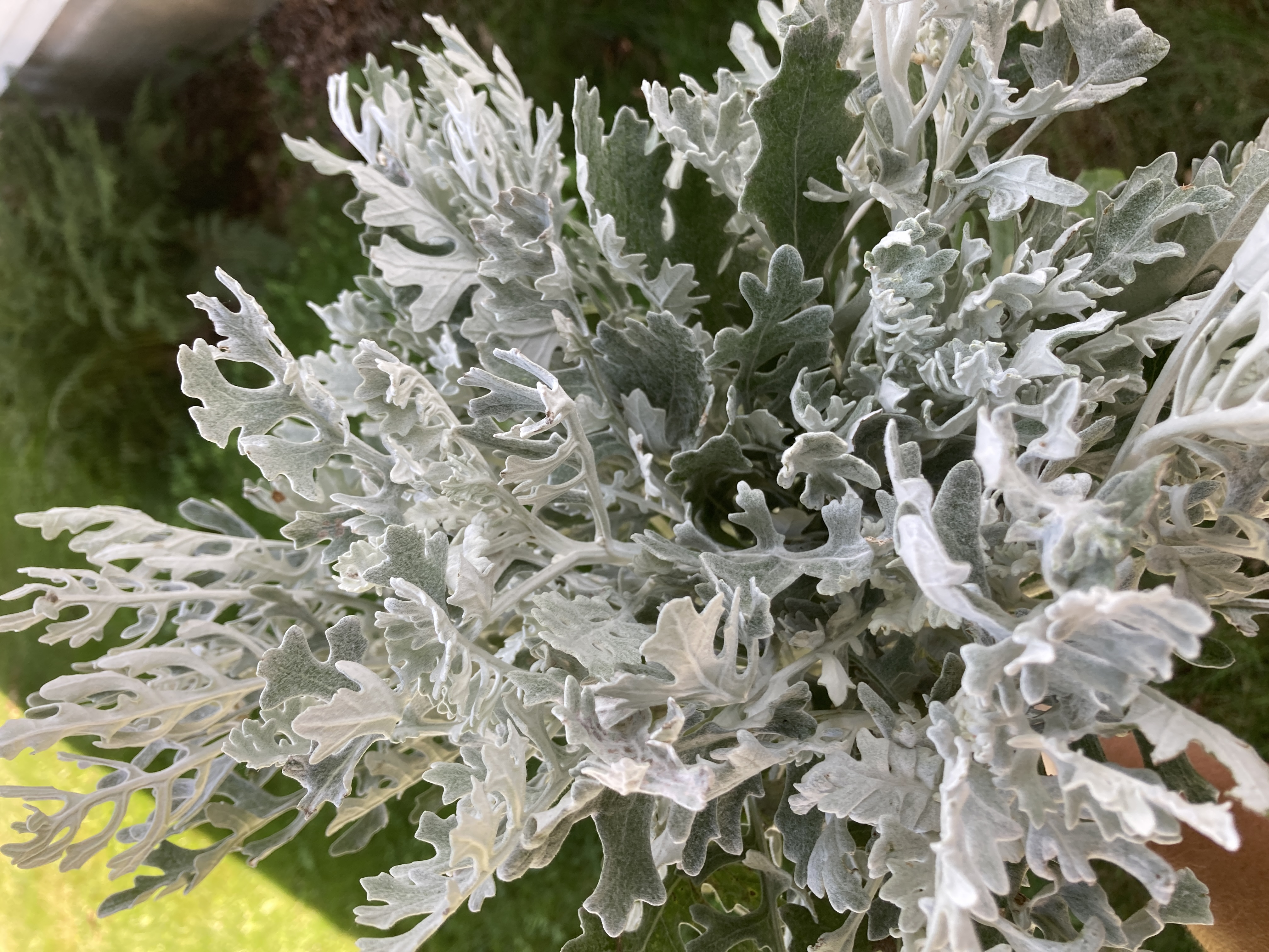 SENECIO cineraria