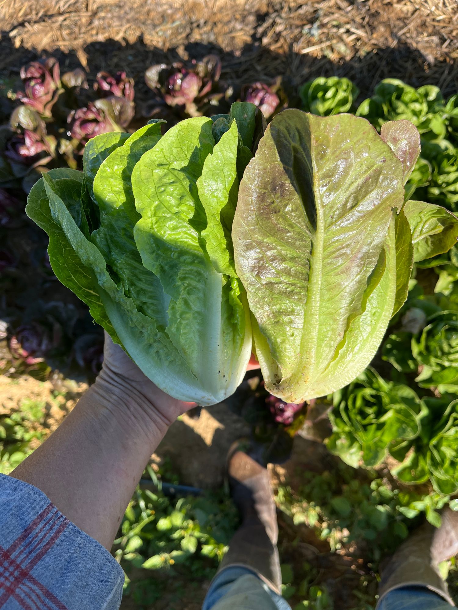 Lettuce, Mini Romaine