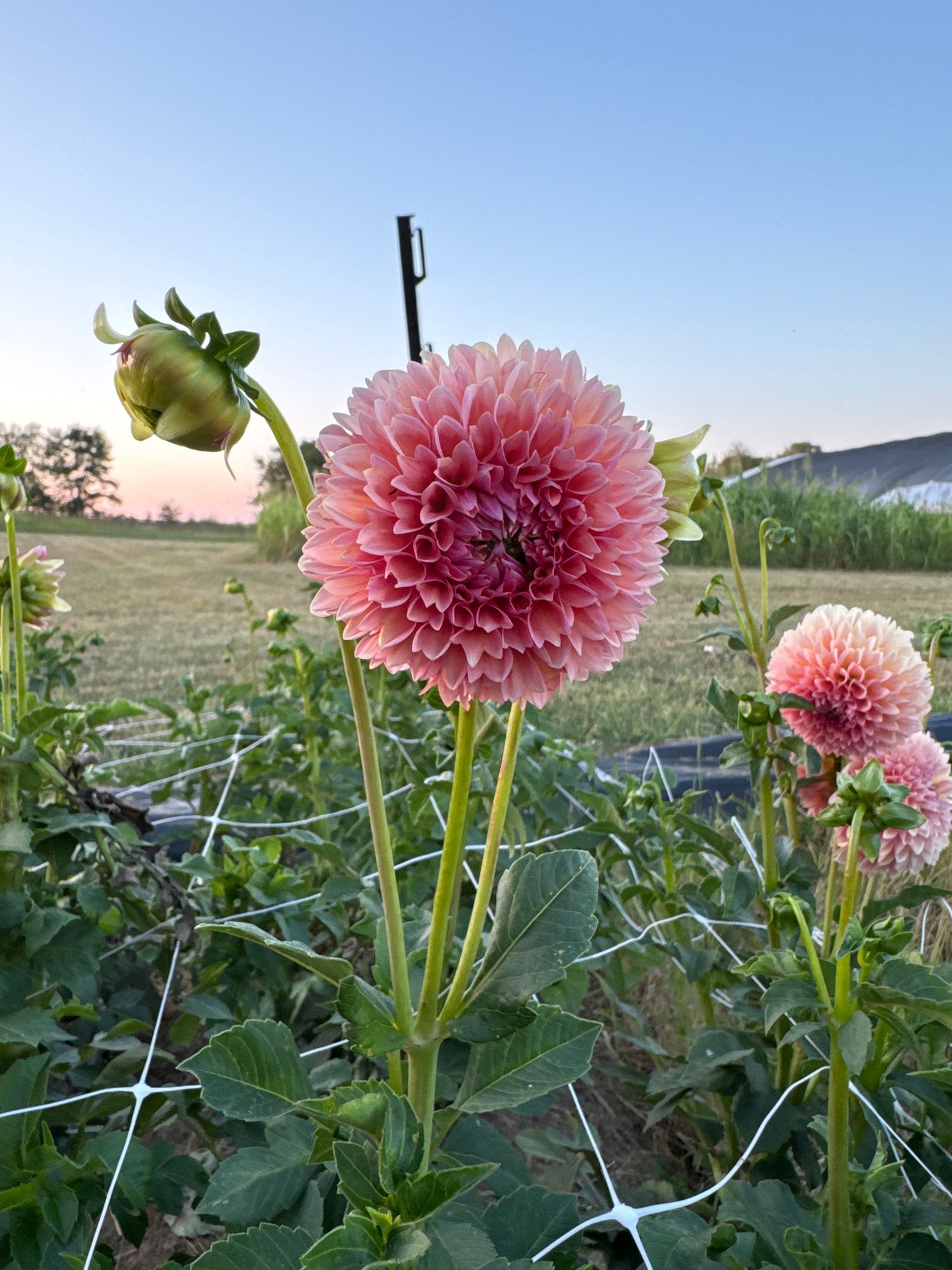 DAHLIA Lindas Baby