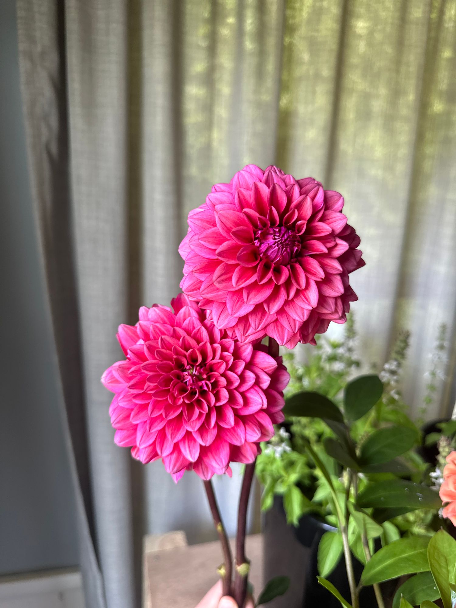 DAHLIA Mystique