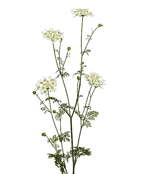 DAUCUS carota