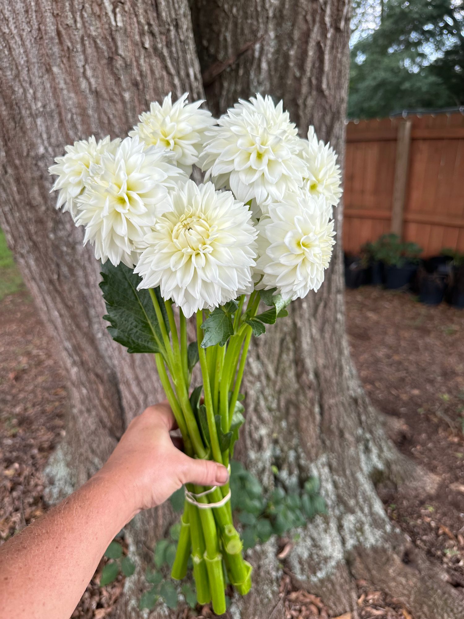 DAHLIA Blizzard