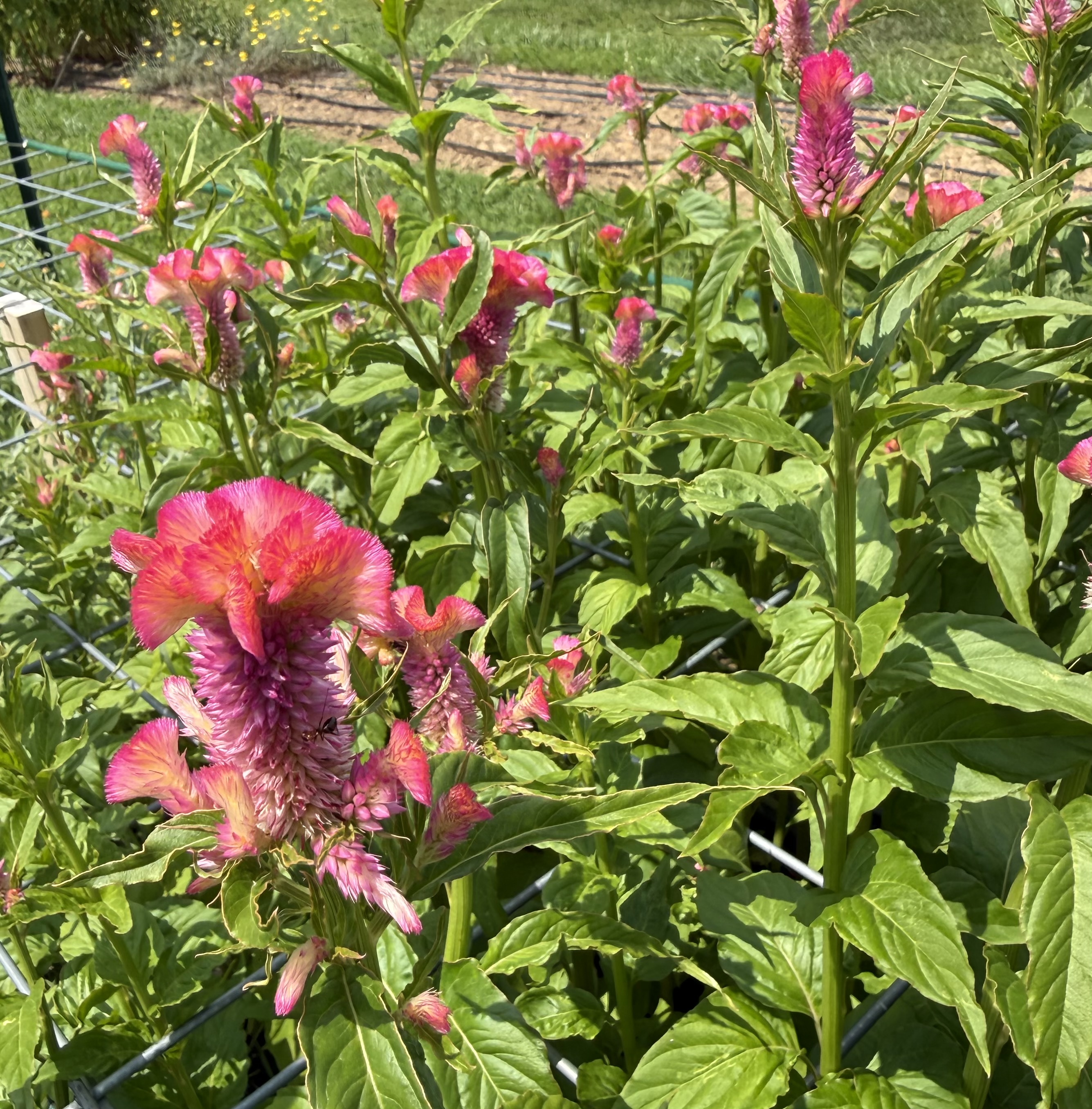 CELOSIA argentea var. cristata Act