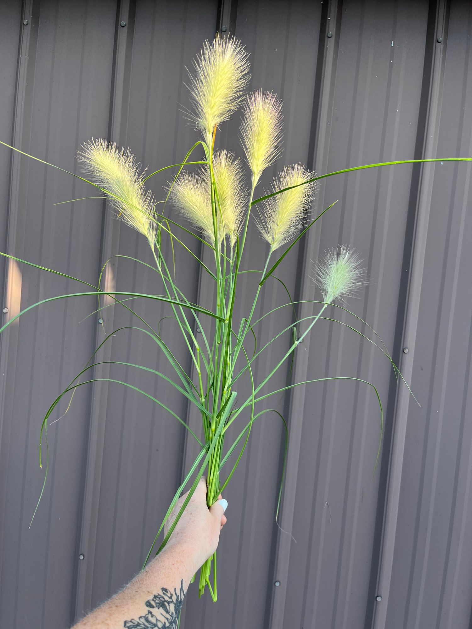 PENNISETUM villosum Feather Top