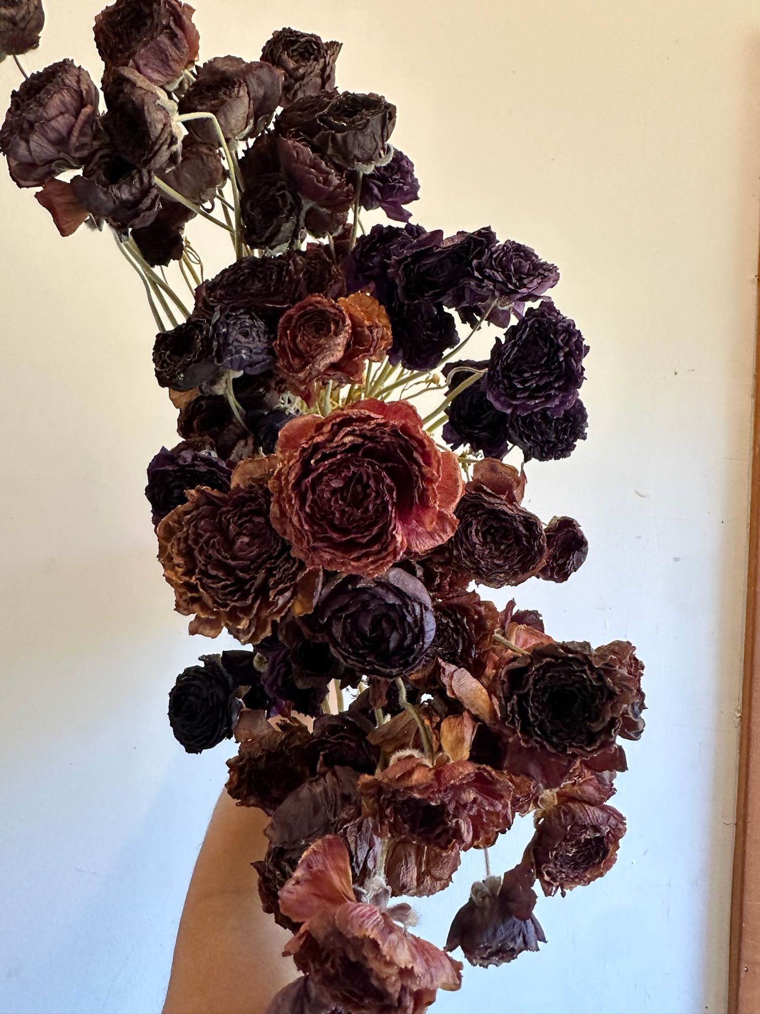 RANUNCULUS Amandine Violet