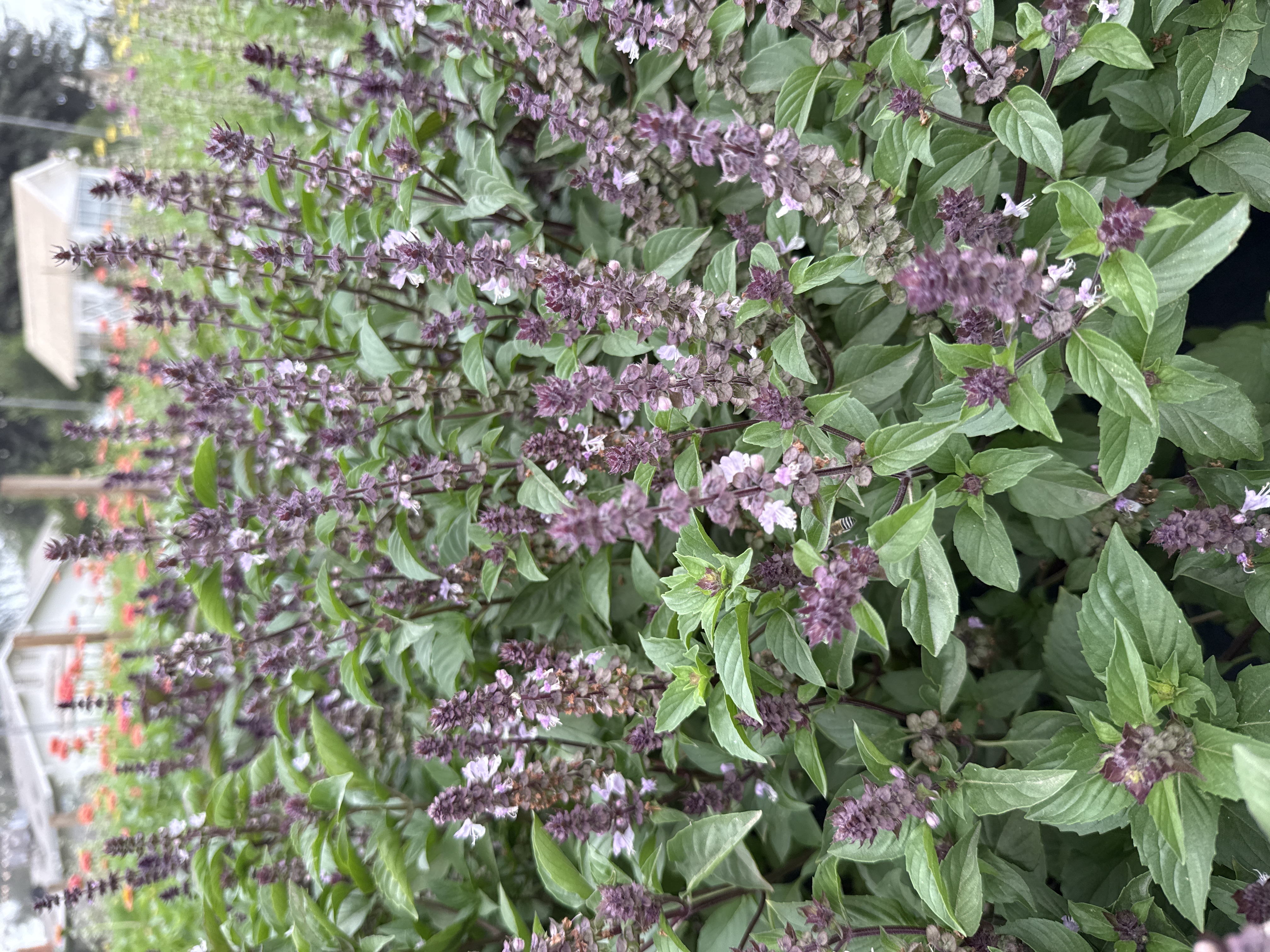 OCIMUM basilicum Cinnamon