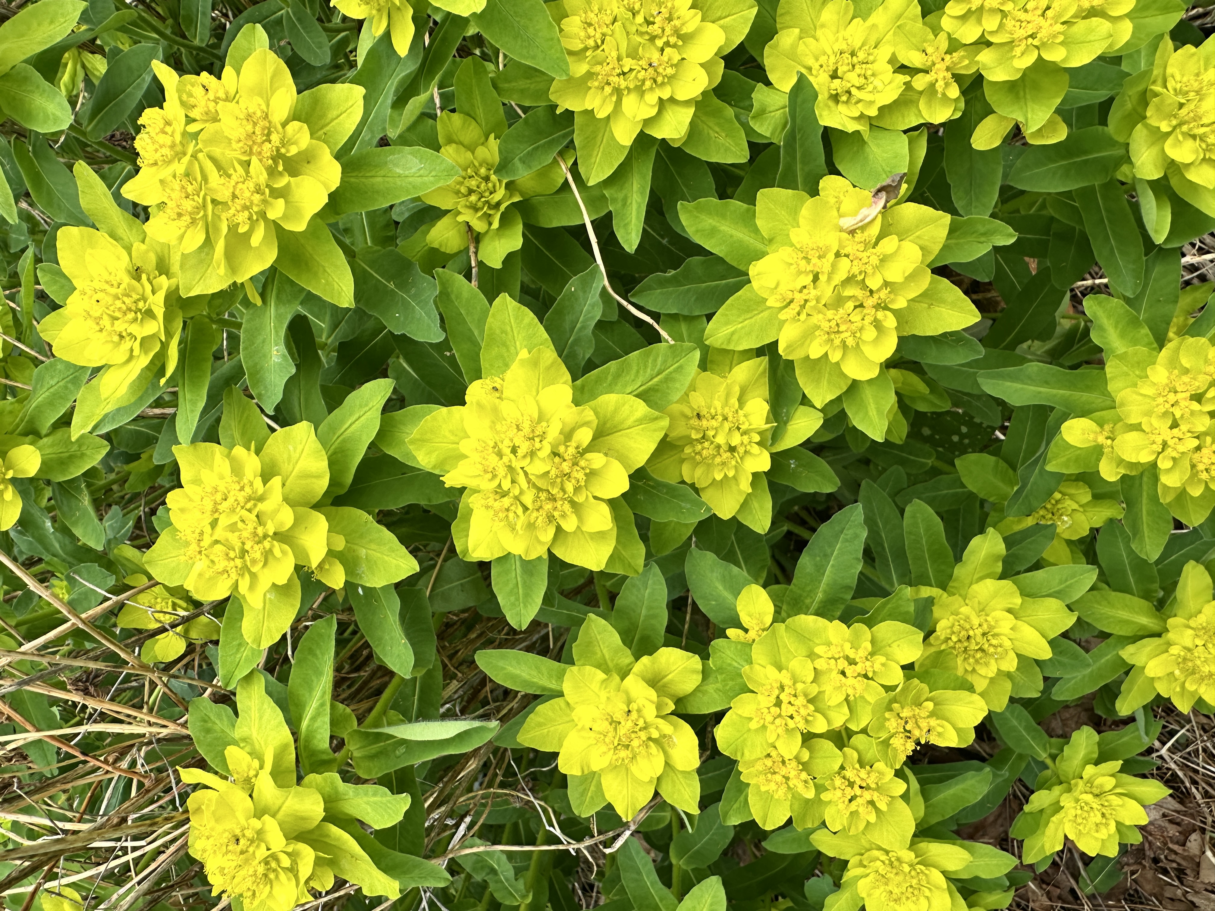 EUPHORBIA polychroma