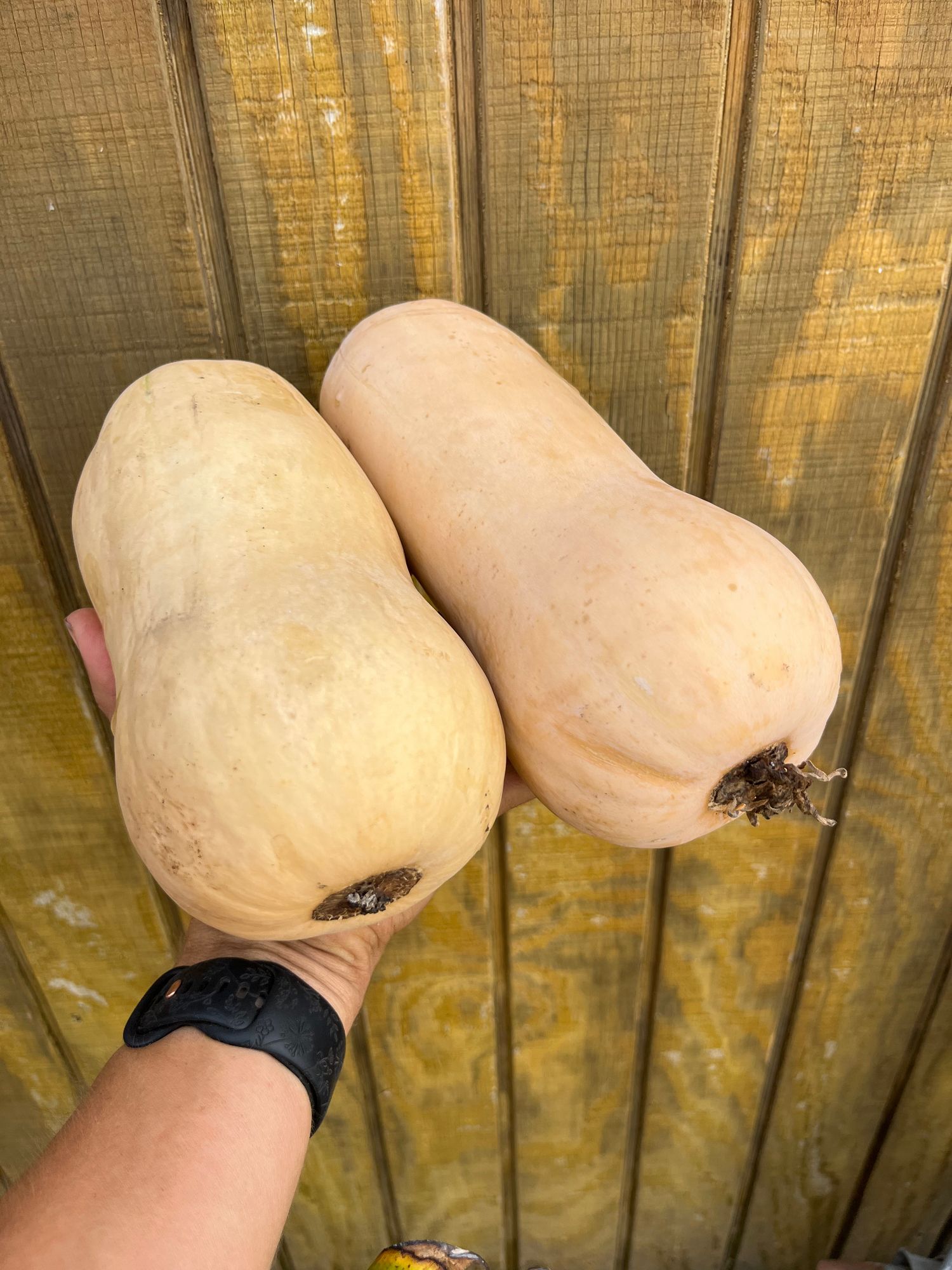Squash, Butternut