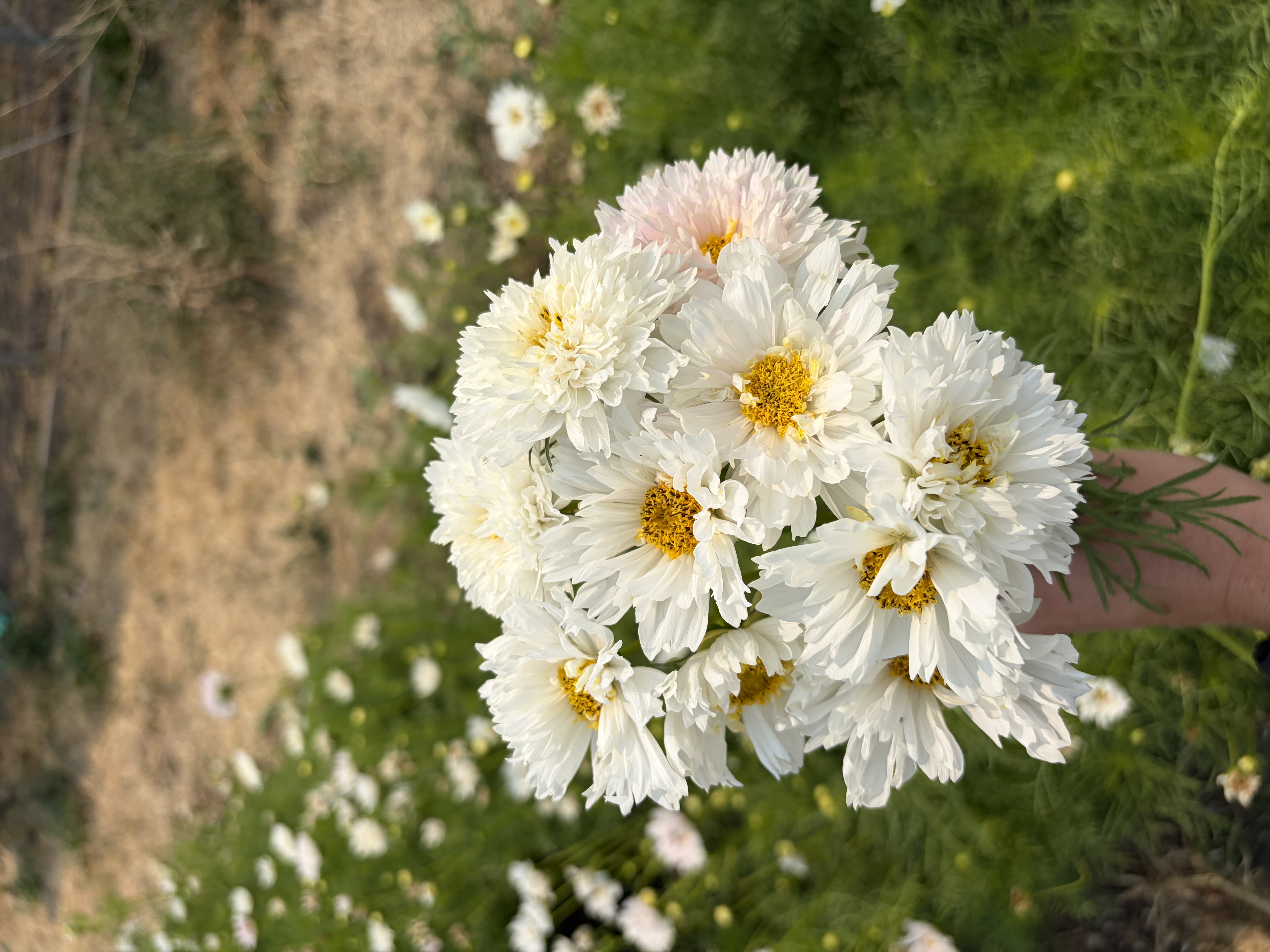 COSMOS bipinnatus Double Click Snow Puff