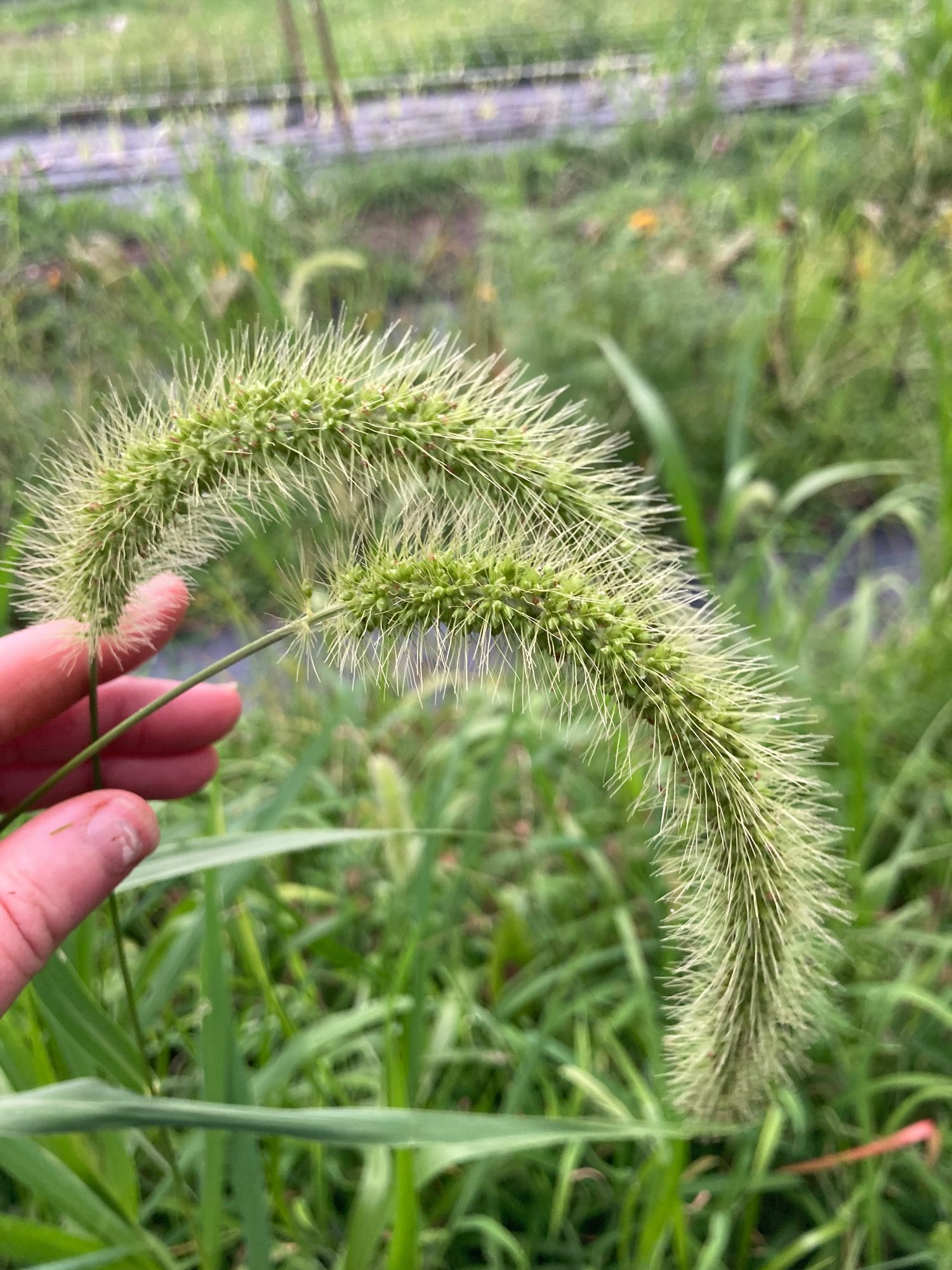 SETARIA viridis
