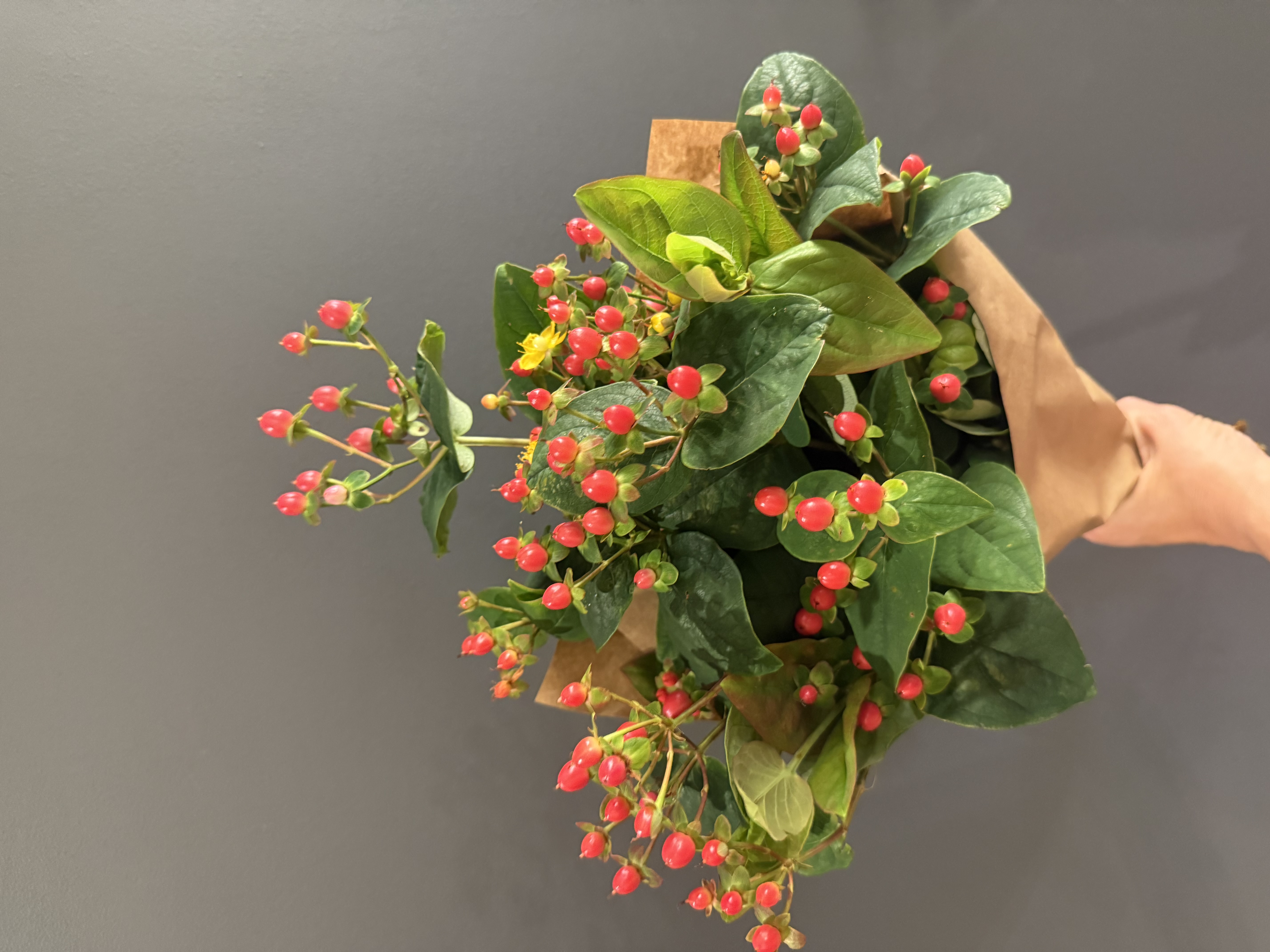 HYPERICUM androsaemum