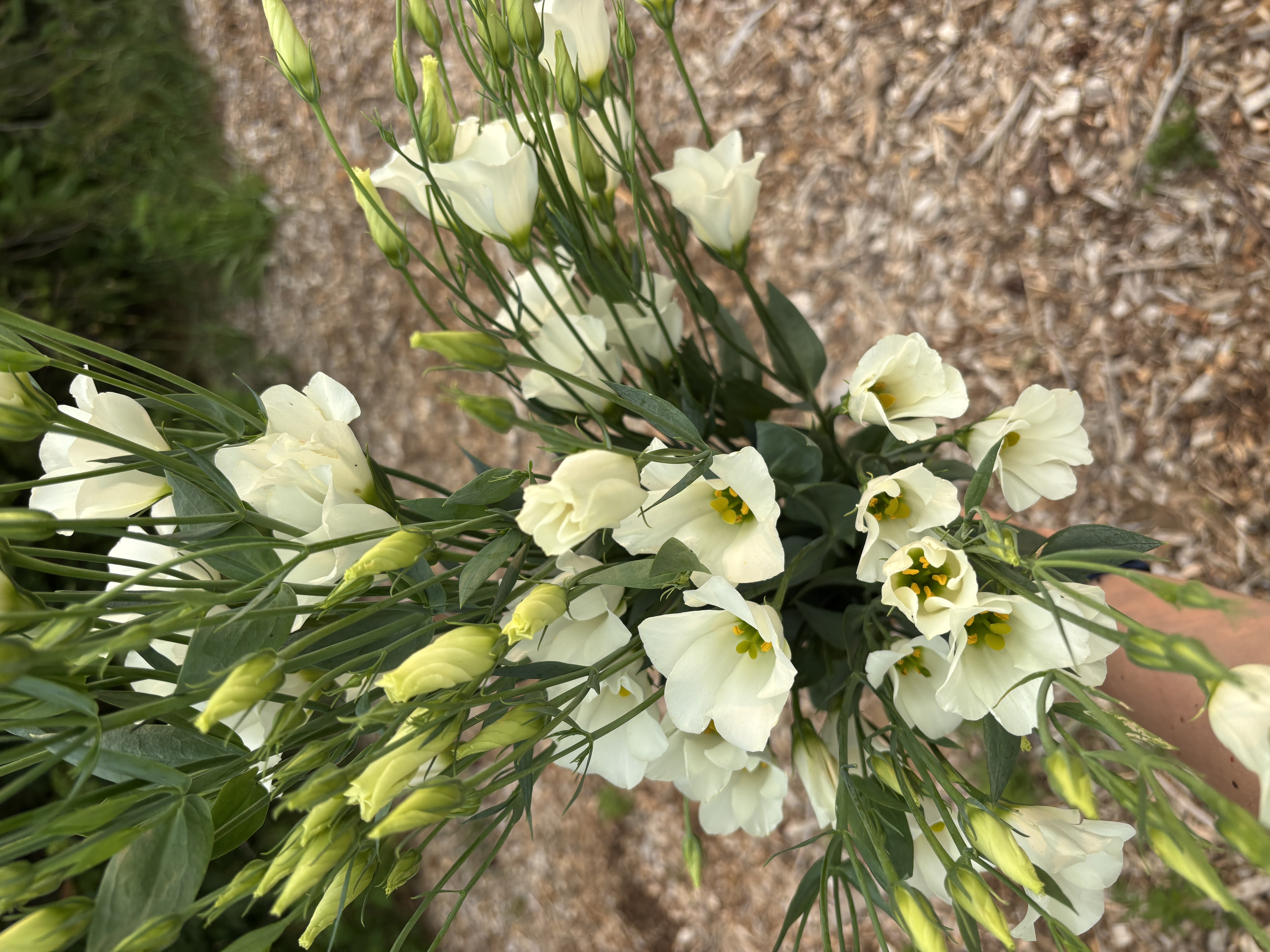 EUSTOMA grandiflorum Macherie Green
