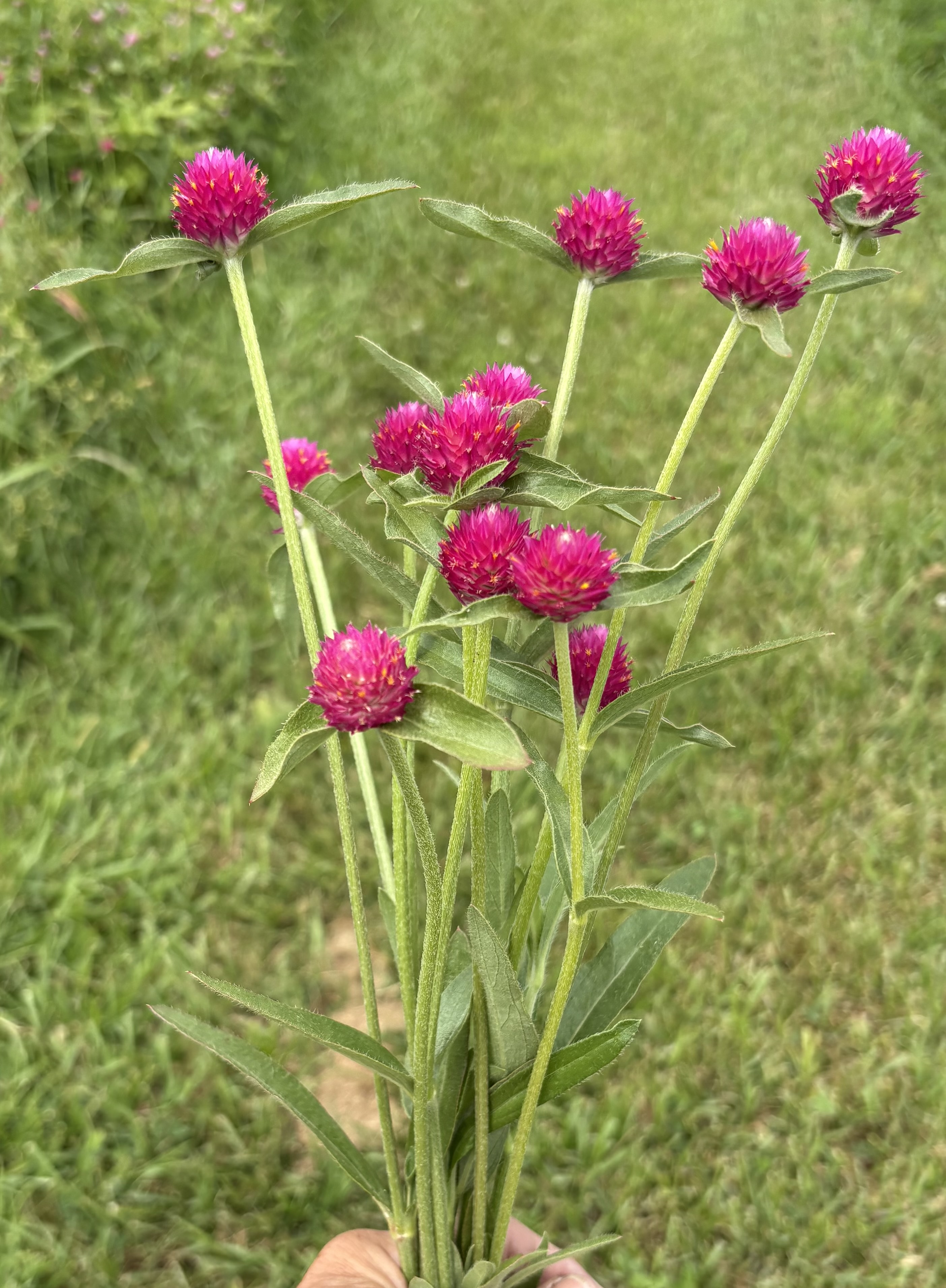 GOMPHRENA haageana QIS Carmine