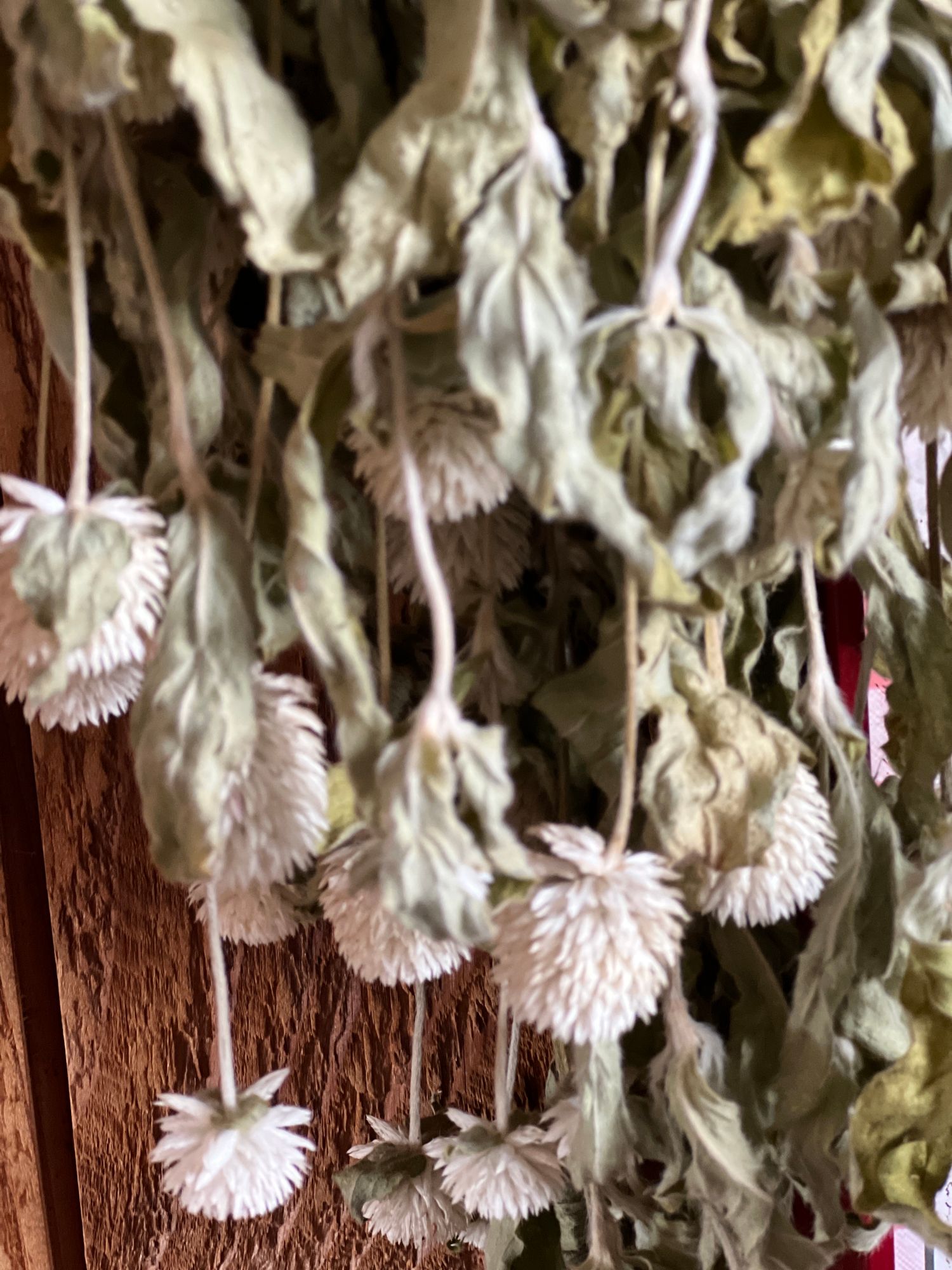 GOMPHRENA globosa