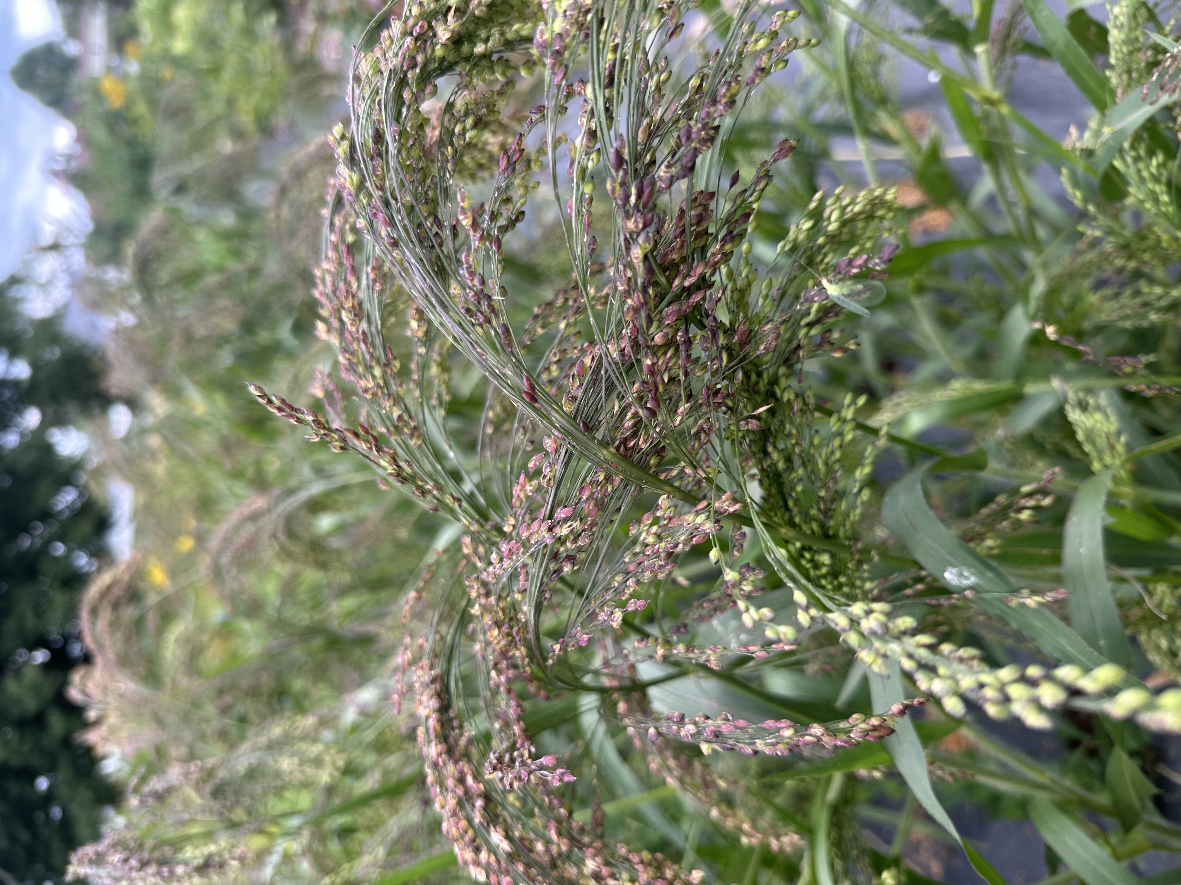 PANICUM violaceum Green Drops