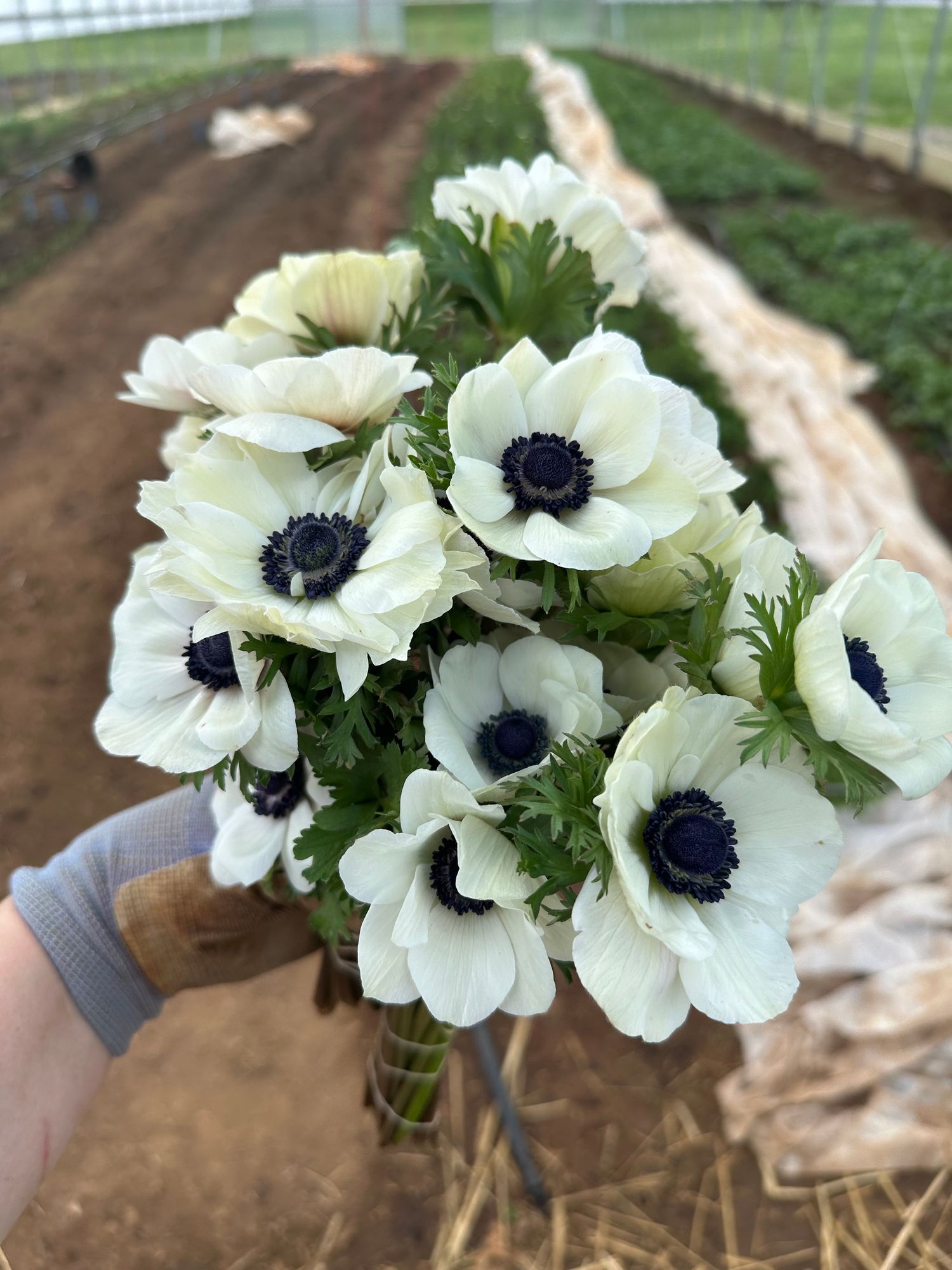 ANEMONE coronaria Marianne Panda