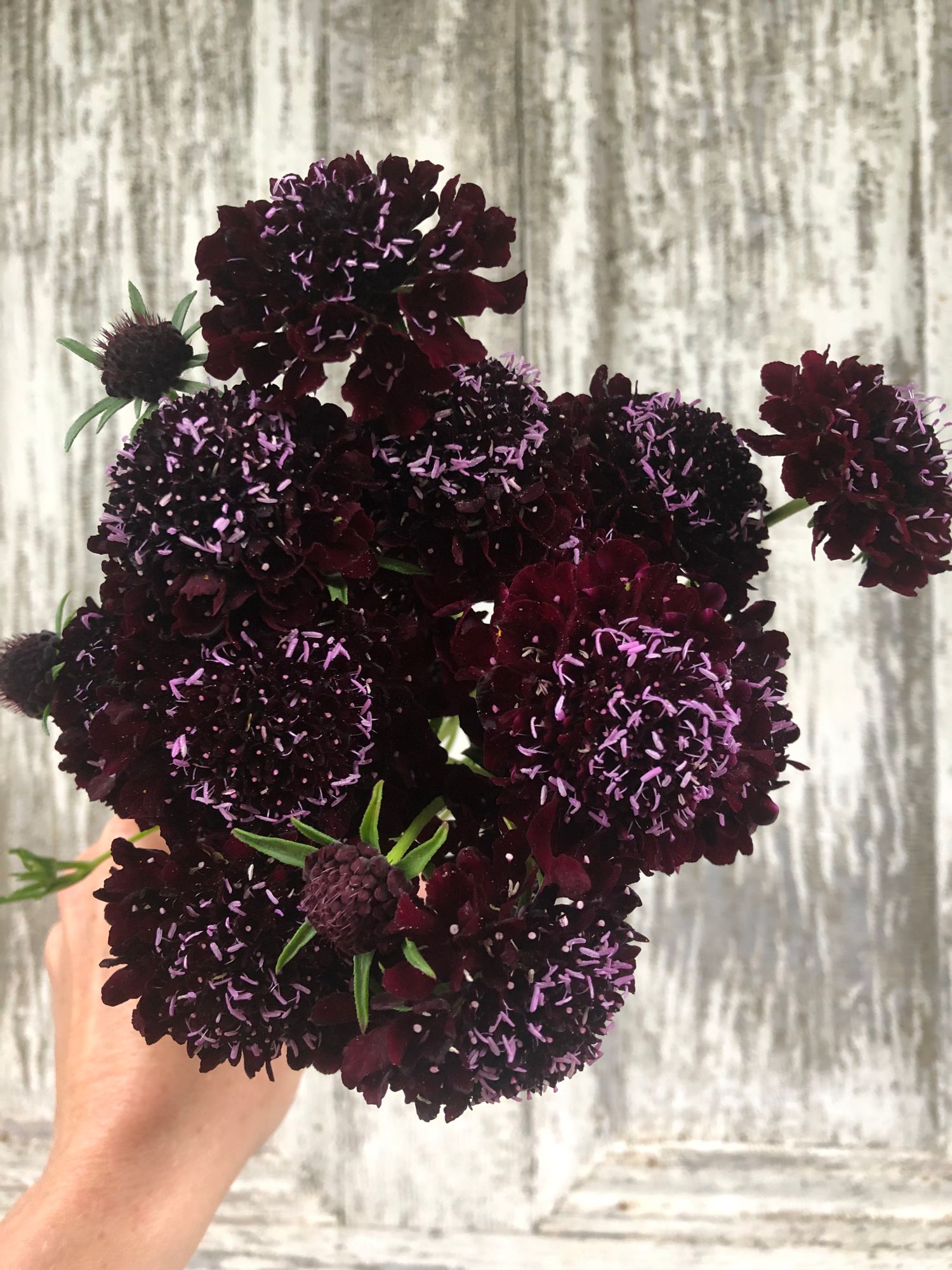 SCABIOSA atropurpurea Black Knight