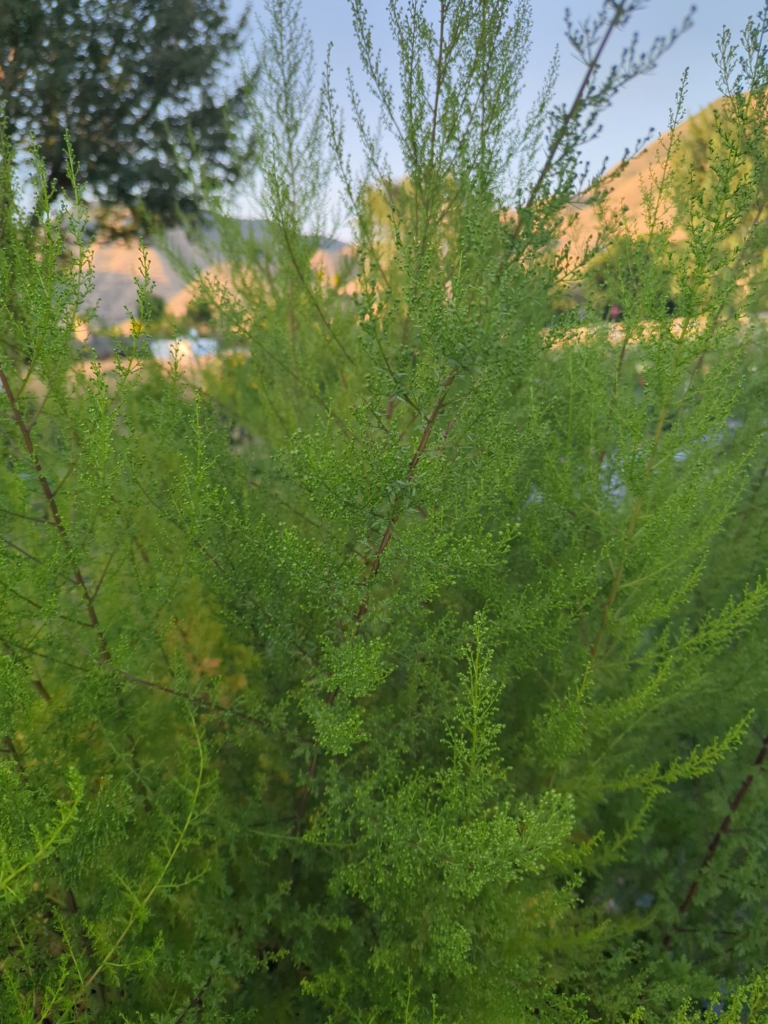 ARTEMISIA annua