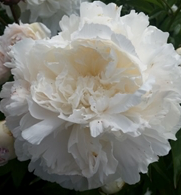 PAEONIA