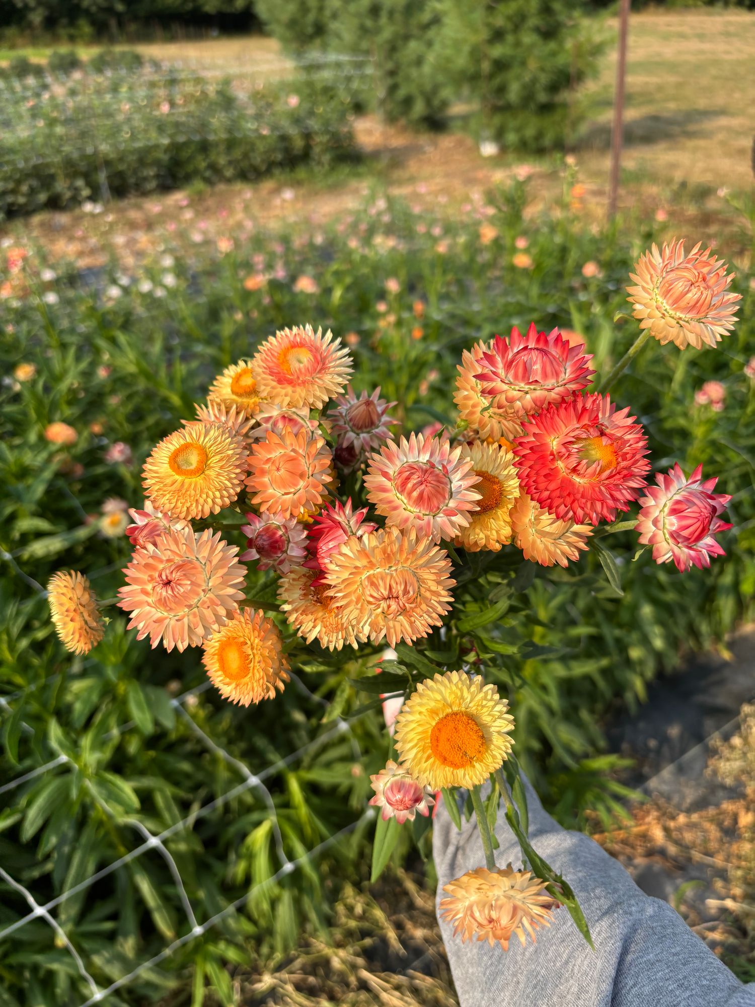 XEROCHRYSUM bracteatum King Size