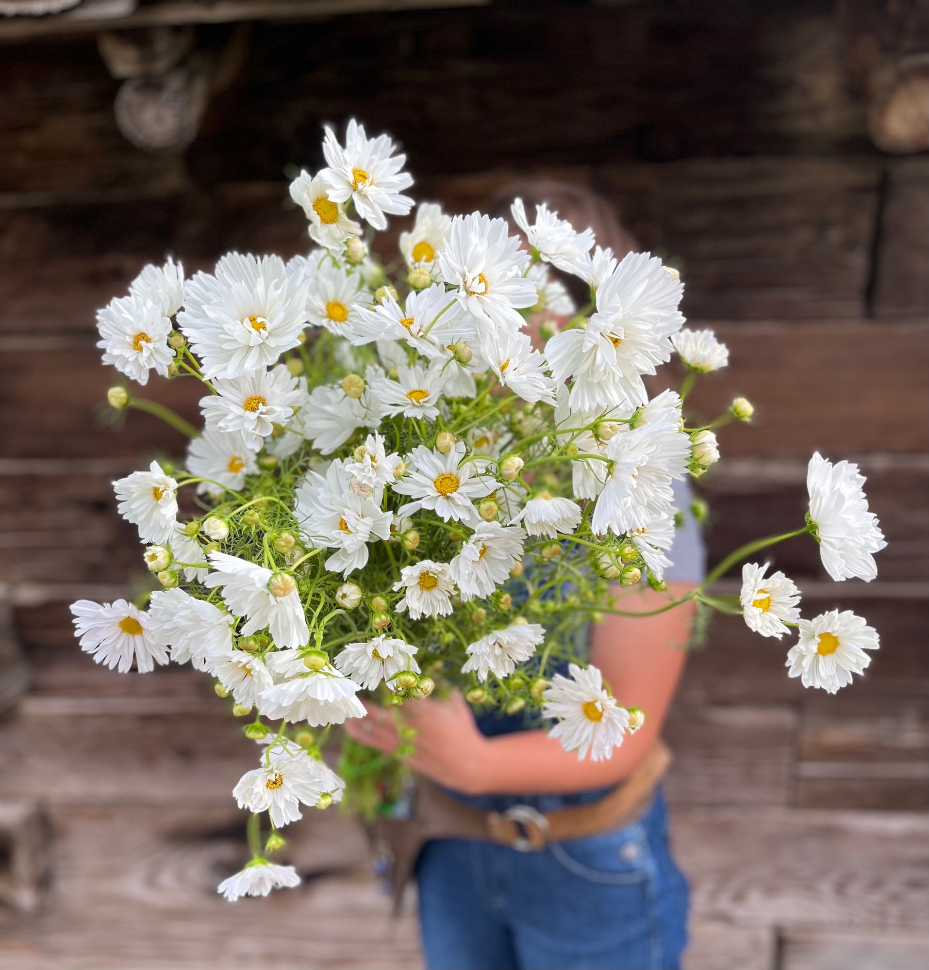 COSMOS bipinnatus Fizzy